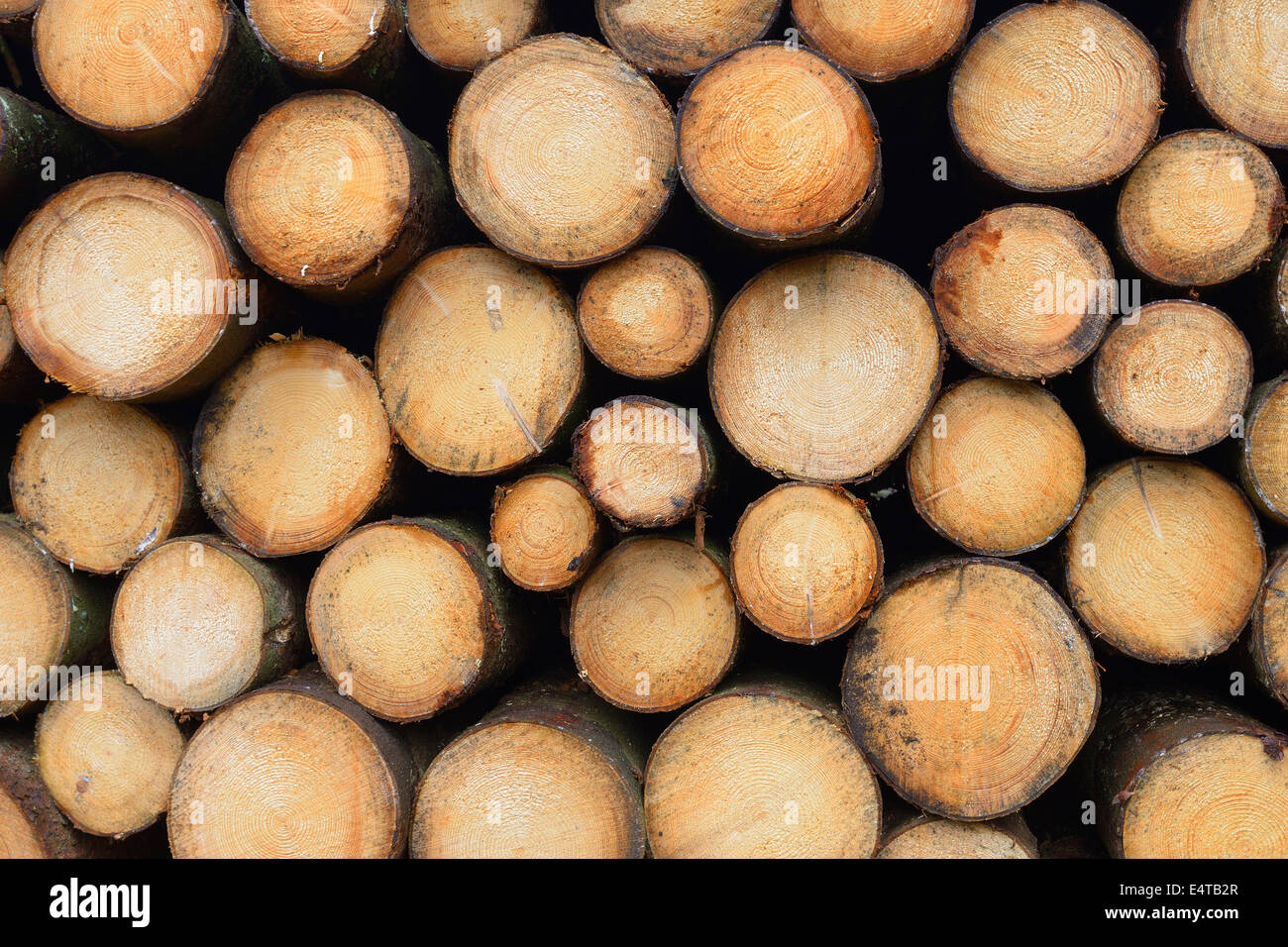 Stapel von Fichte Protokolle, Odenwald, Hessen, Deutschland Stockfoto