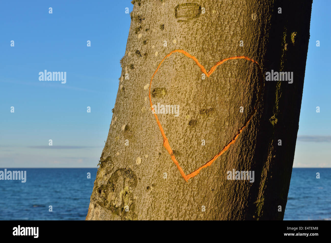 Herz auf Buche Baum, Nienhagen, Bad Doberan, Ostsee, Pommern, Westdeutschland Stockfoto