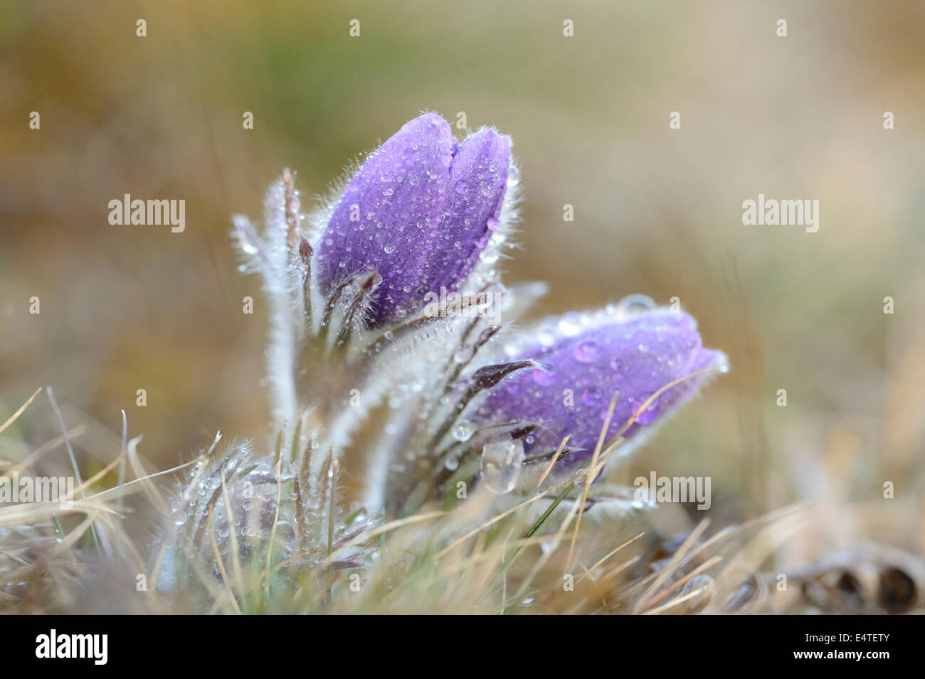 Pulsatilla (Pulsatilla Vulgaris) blüht im Grünland am regnerischen Abend im frühen Frühjahr, Oberpfalz, Bayern, Deutschland Stockfoto