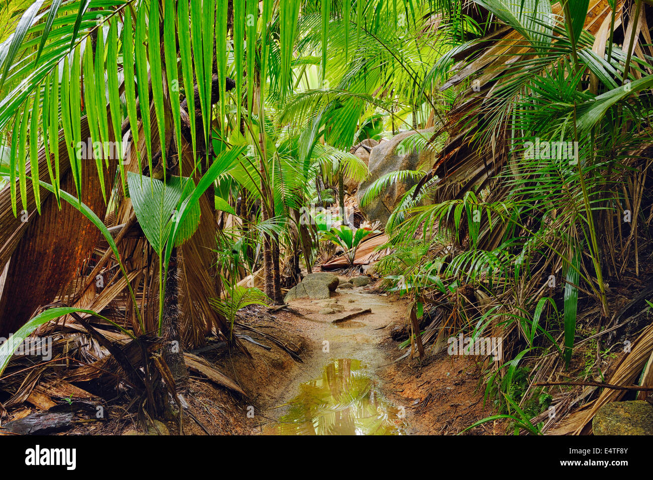 Weg durch den Regenwald, Naturschutzgebiet Vallee de Mai, Praslin, Seychellen Stockfoto