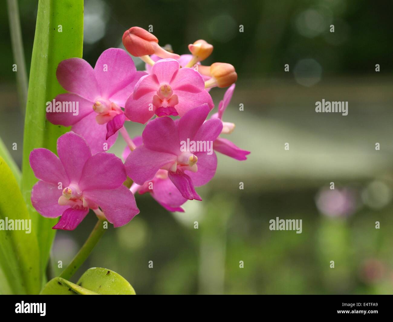 Licht lila Vanda Orchidee 2 Stockfoto