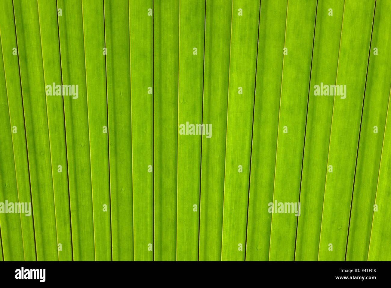Nahaufnahme des Blattes von Coco de Mer Palme, Naturschutzgebiet Vallee de Mai, Praslin, Seychellen Stockfoto