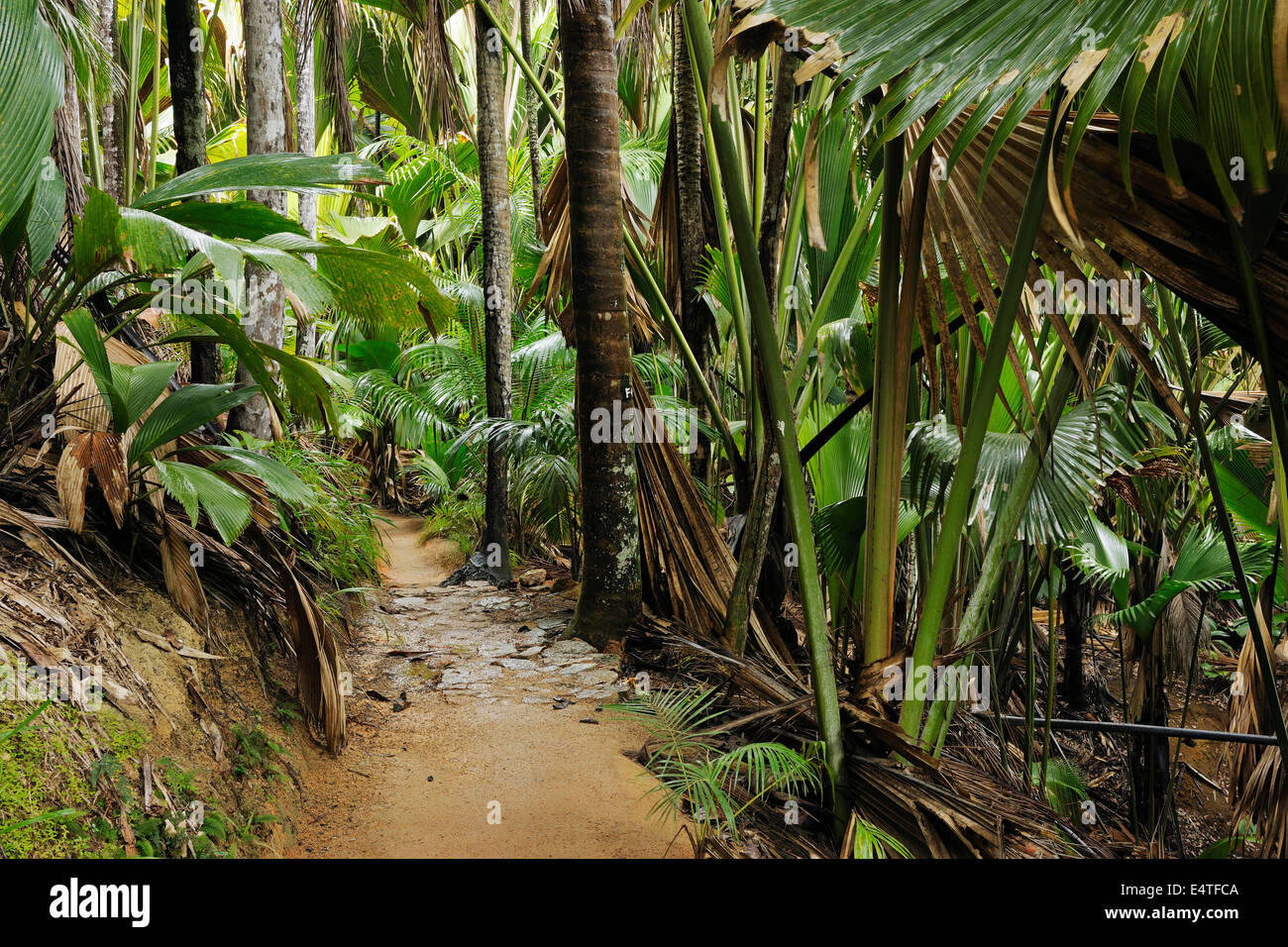 Weg durch den Regenwald von Vallee de Mai Nature Preserve, Praslin, Seychellen Stockfoto