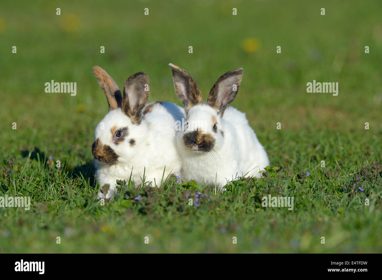 Porträt von Baby Kaninchen im Frühling Wiese, Bayern, Deutschland Stockfoto