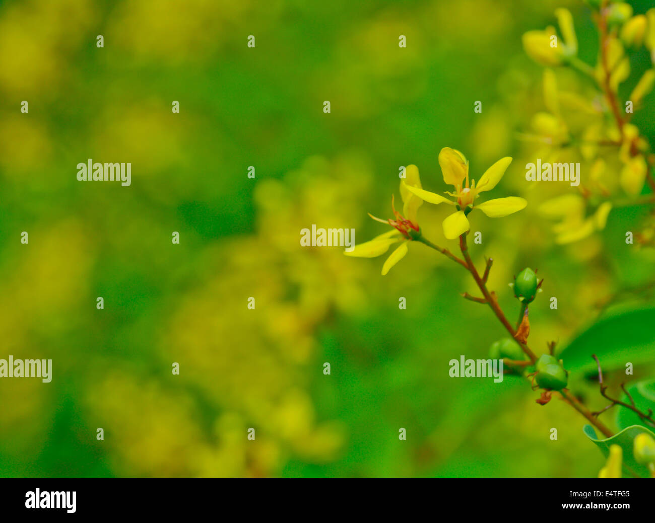 Nahaufnahme von Galphimia Blume (Thryallis Glauca Kuntze) mit weichen Schärfe und Unschärfe Hintergrund Stockfoto