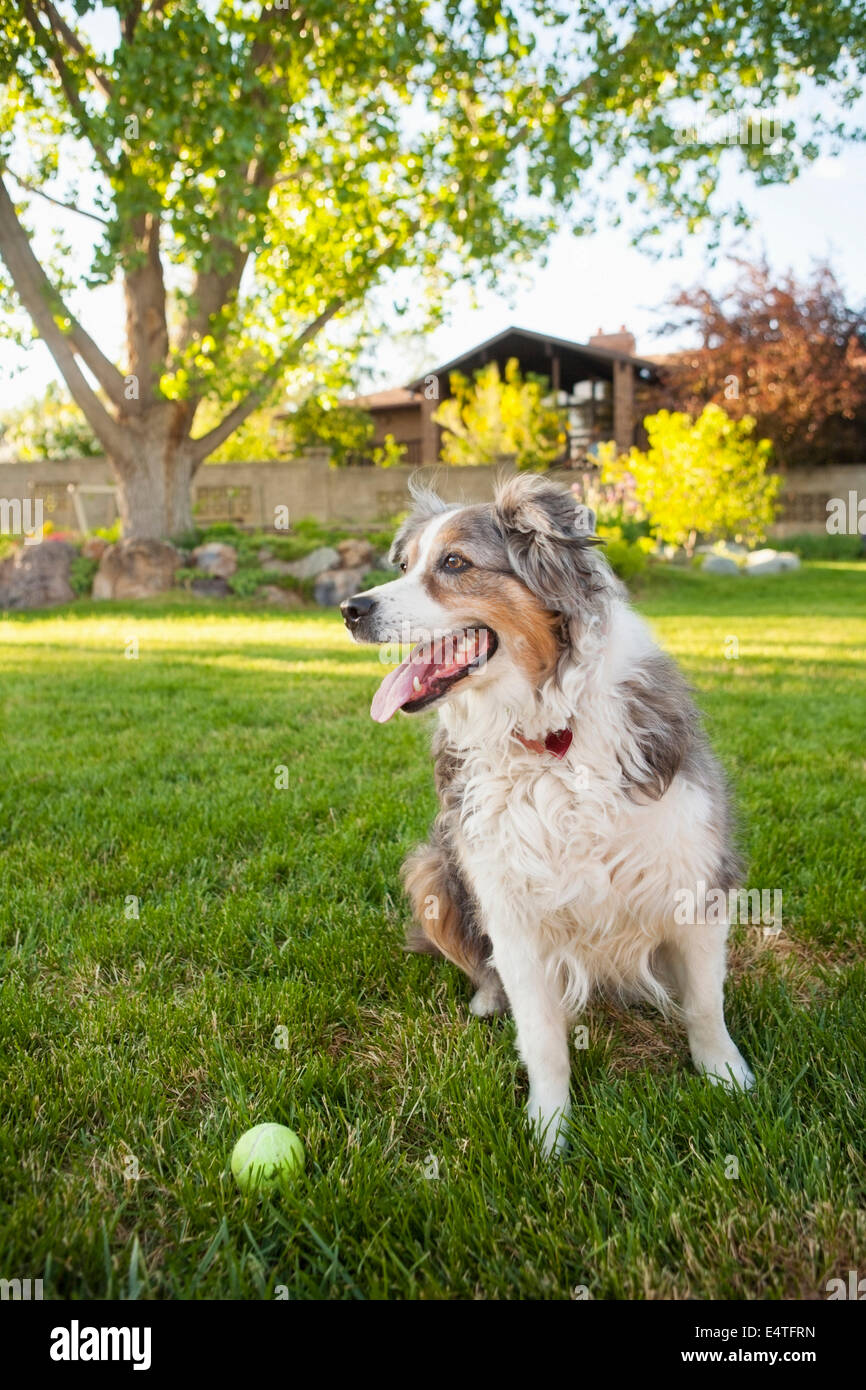 Australian Shepherd Dog im Hinterhof mit Tennis Ball, Utah, USA Stockfoto