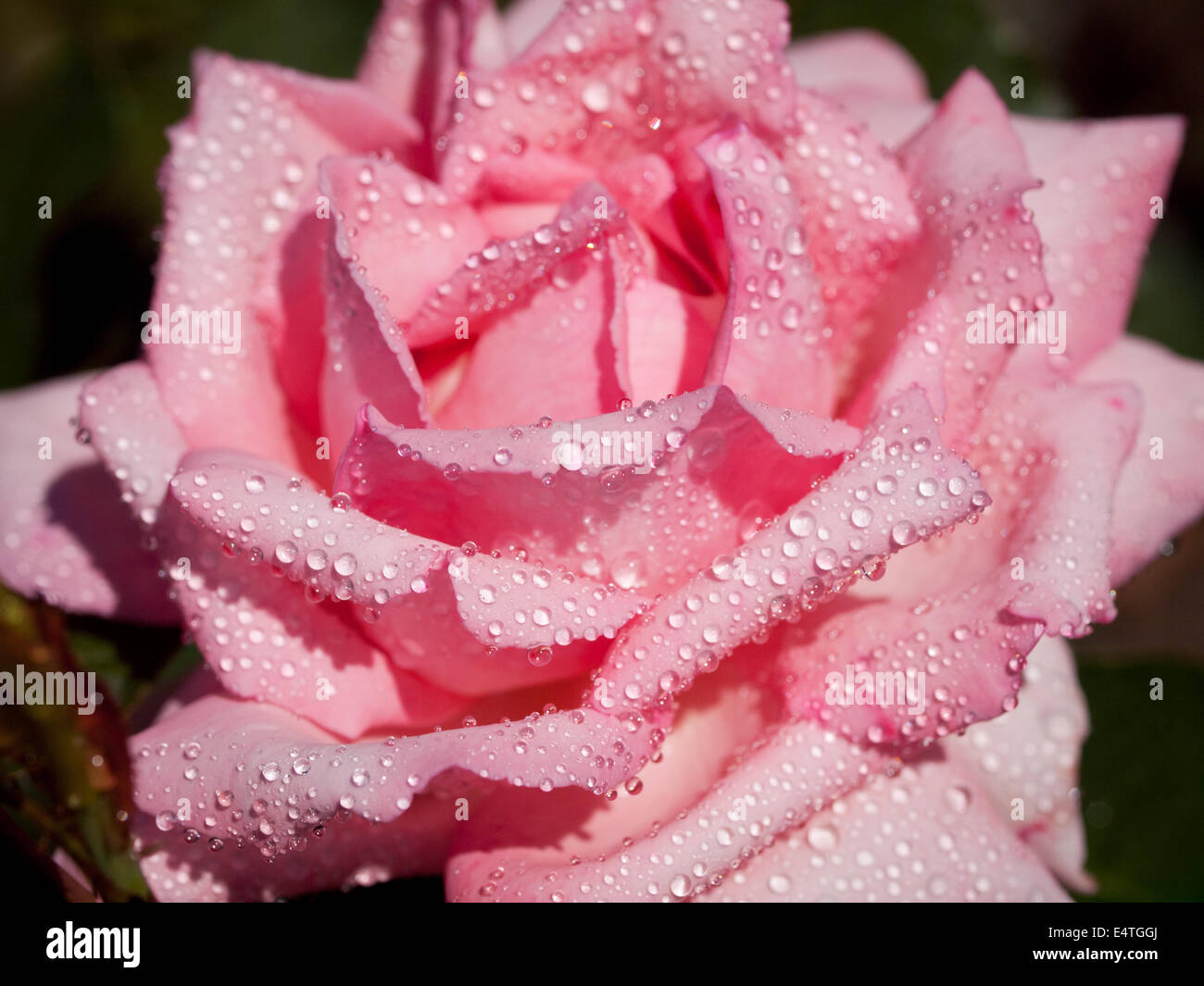Eine rosa Rose mit Wassertropfen.  Rose Garden, Butchart Gardens, Brentwood Bay (in der Nähe von Victoria), Britisch-Kolumbien, Kanada. Stockfoto