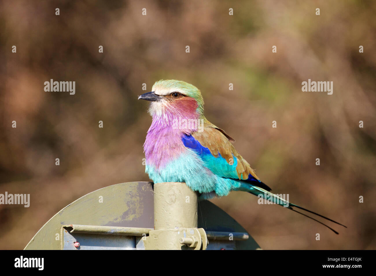 Lilac breasted Roller Vogel sitzt auf einem Mast, Natur Stockfoto