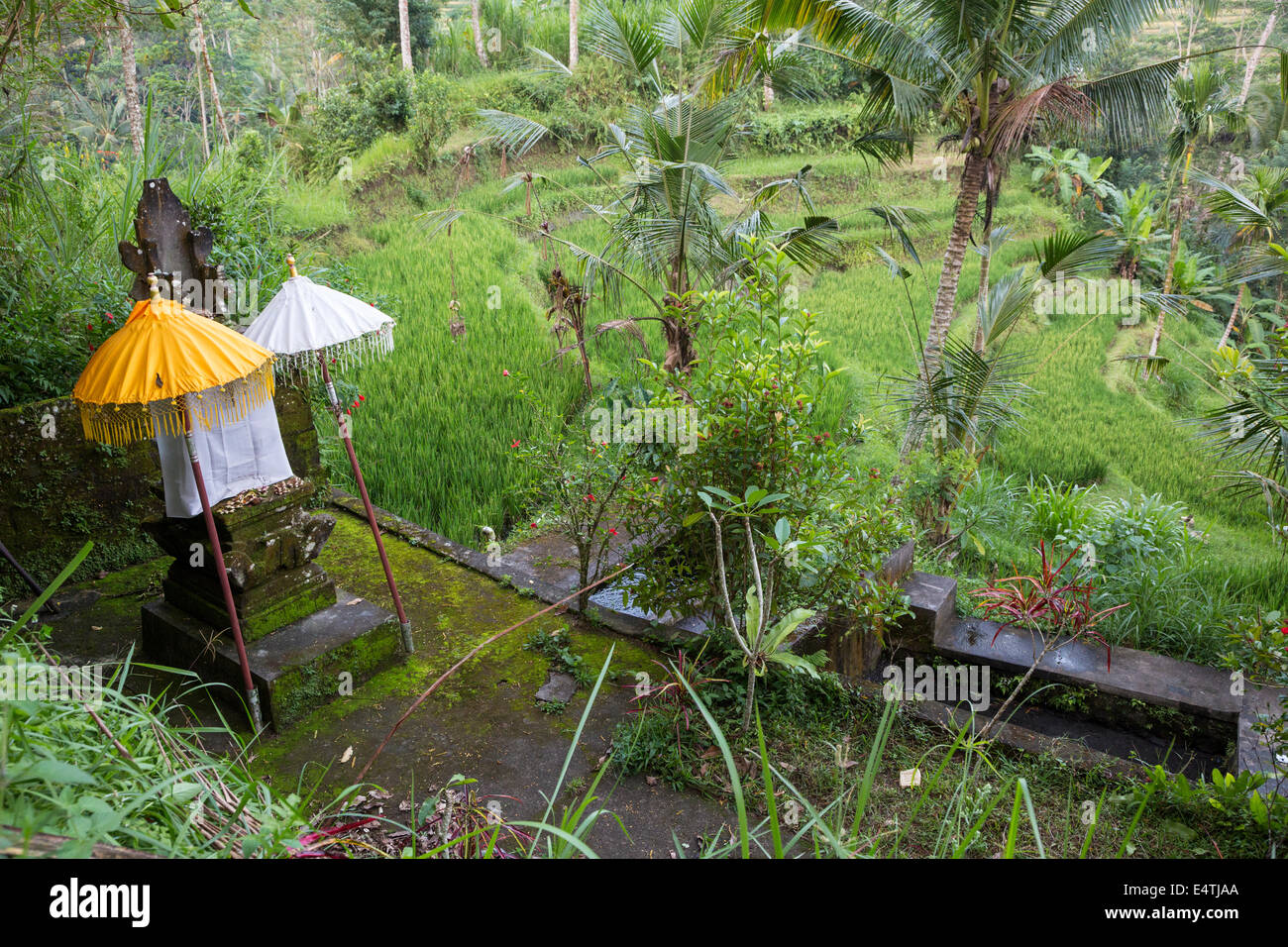 Bali, Indonesien.  Schrein, der Reis Göttin Sri, Dorf von Dlod Blungbang. Stockfoto Bali, Indonesien.  Schrein, der Reis Göttin Sri, Dorf von Dlod Blungbang. Stockfoto