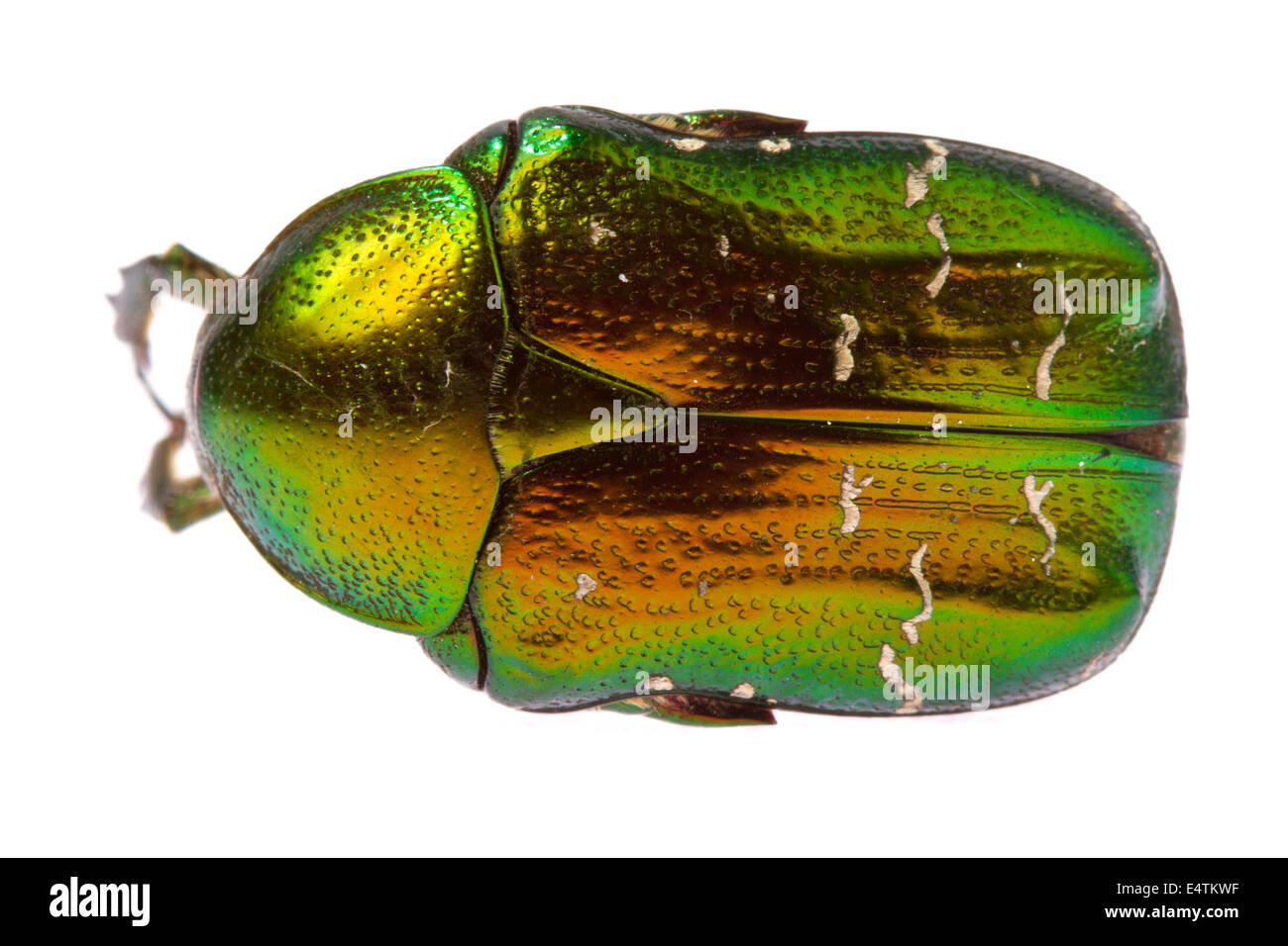 Rose Chafer (Cetonia Aurata) isoliert auf weißem Hintergrund Stockfoto