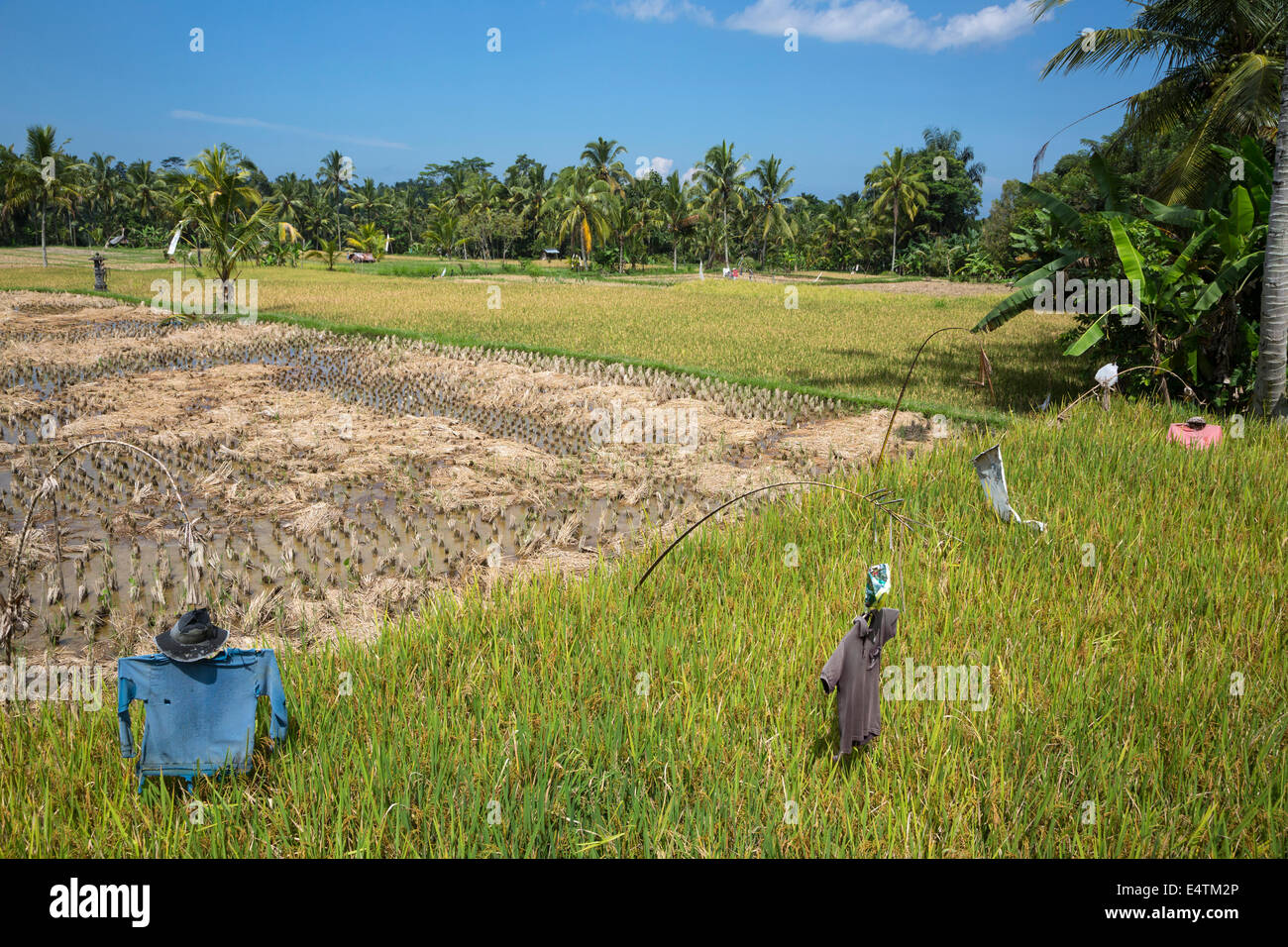 Bali, Indonesien.  Junge Reis Pflanzen in Feld, bewacht von Vogelscheuchen. Stockfoto