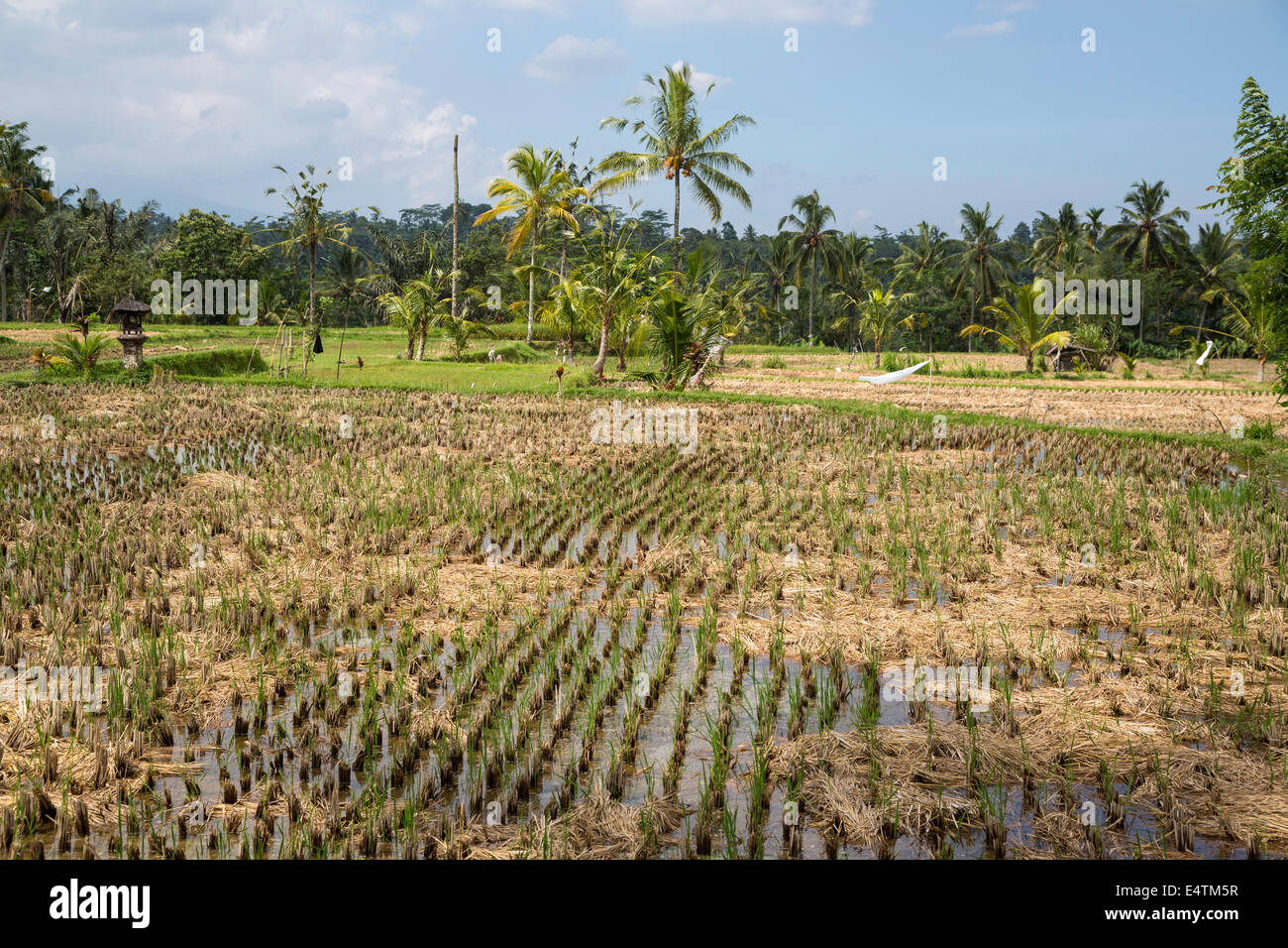 Bali, Indonesien.  Junge Reis Pflanzen im Feld.  Schrein, der Reis Göttin Sri auf ganz links. Stockfoto