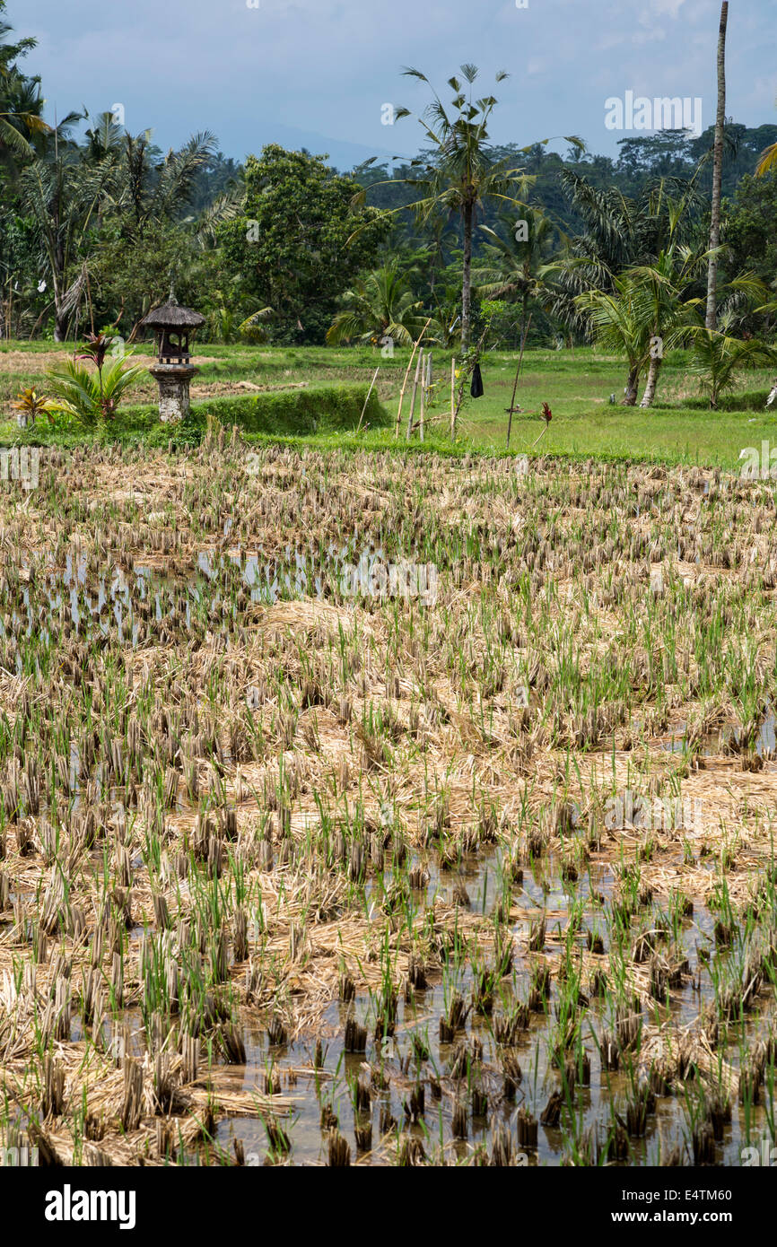 Bali, Indonesien.  Junge Reis Pflanzen im Feld. Stockfoto