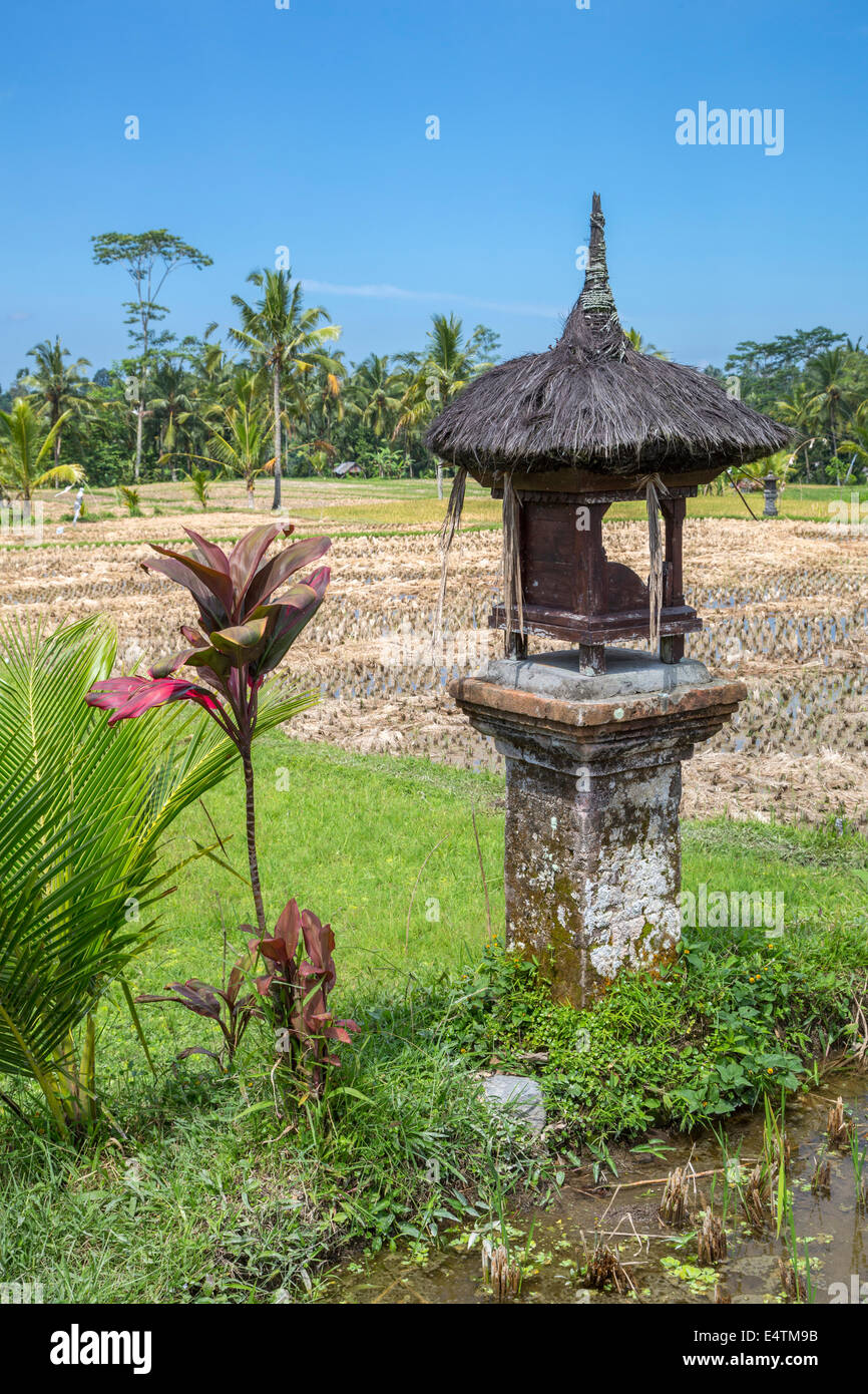 Bali, Indonesien.  Schrein der Reis Göttin Sri in einem ländlichen Reisfeld. Stockfoto