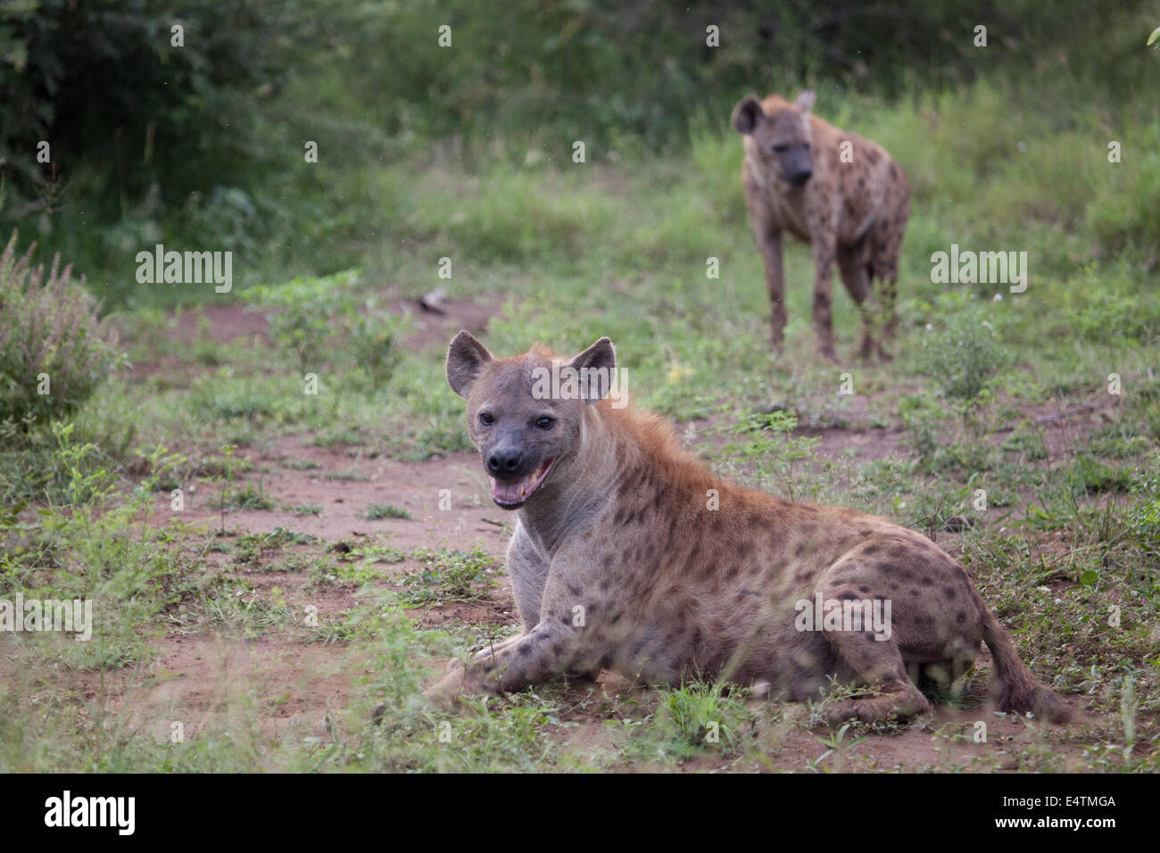 Gefleckte Hyänen (Crocuta Crocuta), Lachen Hyäne Kruger National Park, Südafrika Stockfoto