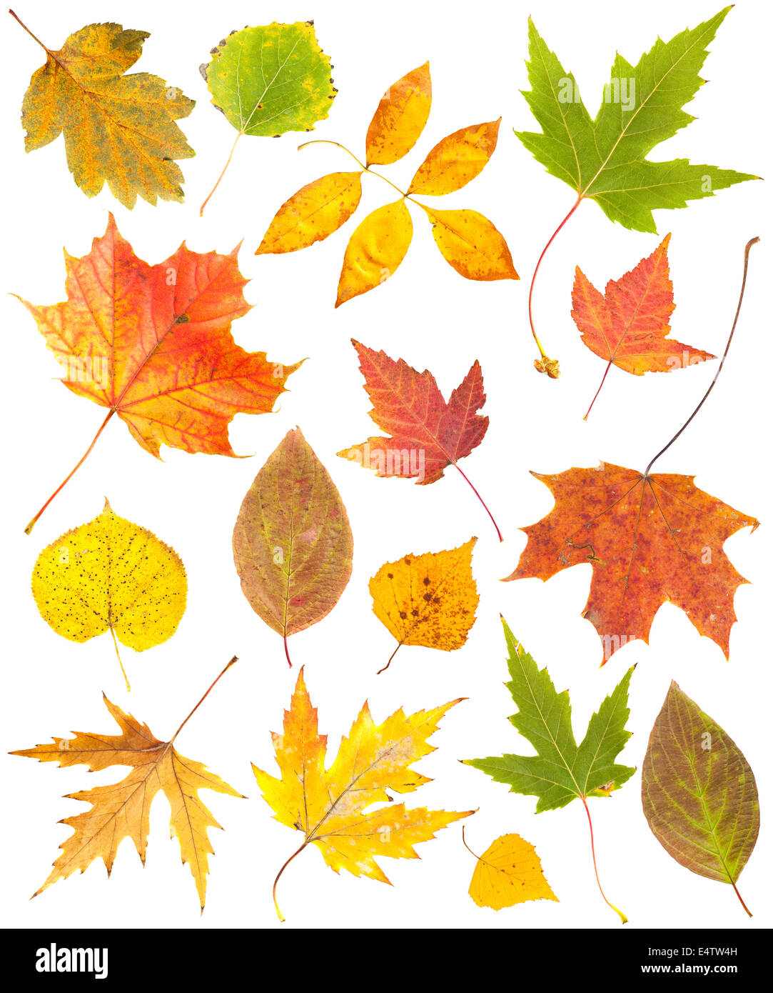 Blätter im Herbst Kollektion Stockfoto