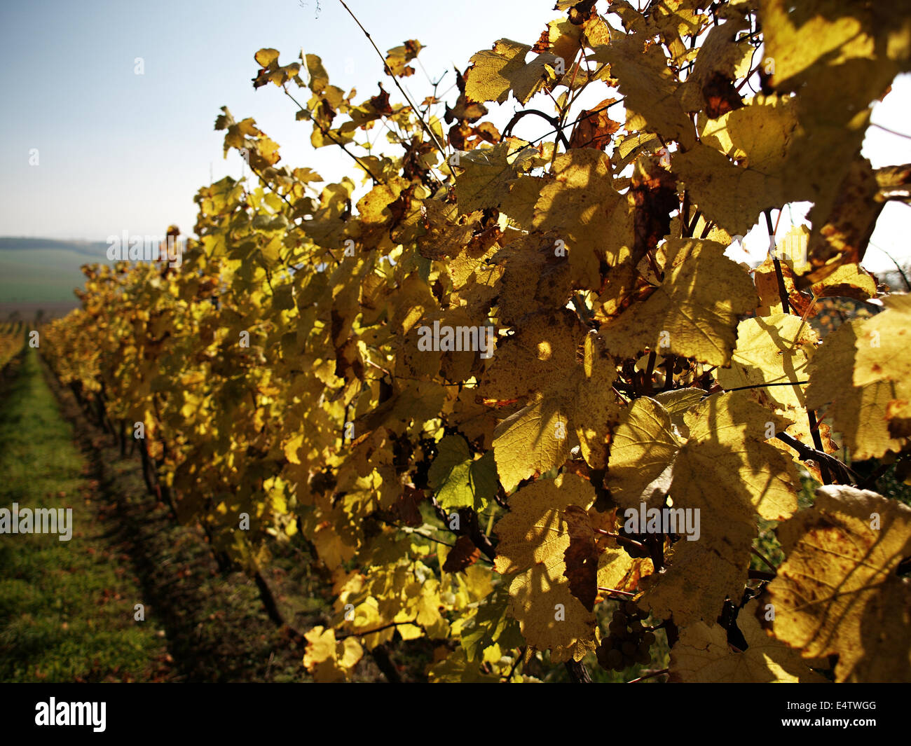 Herbstliche Weinberge - Grapevine Stockfoto