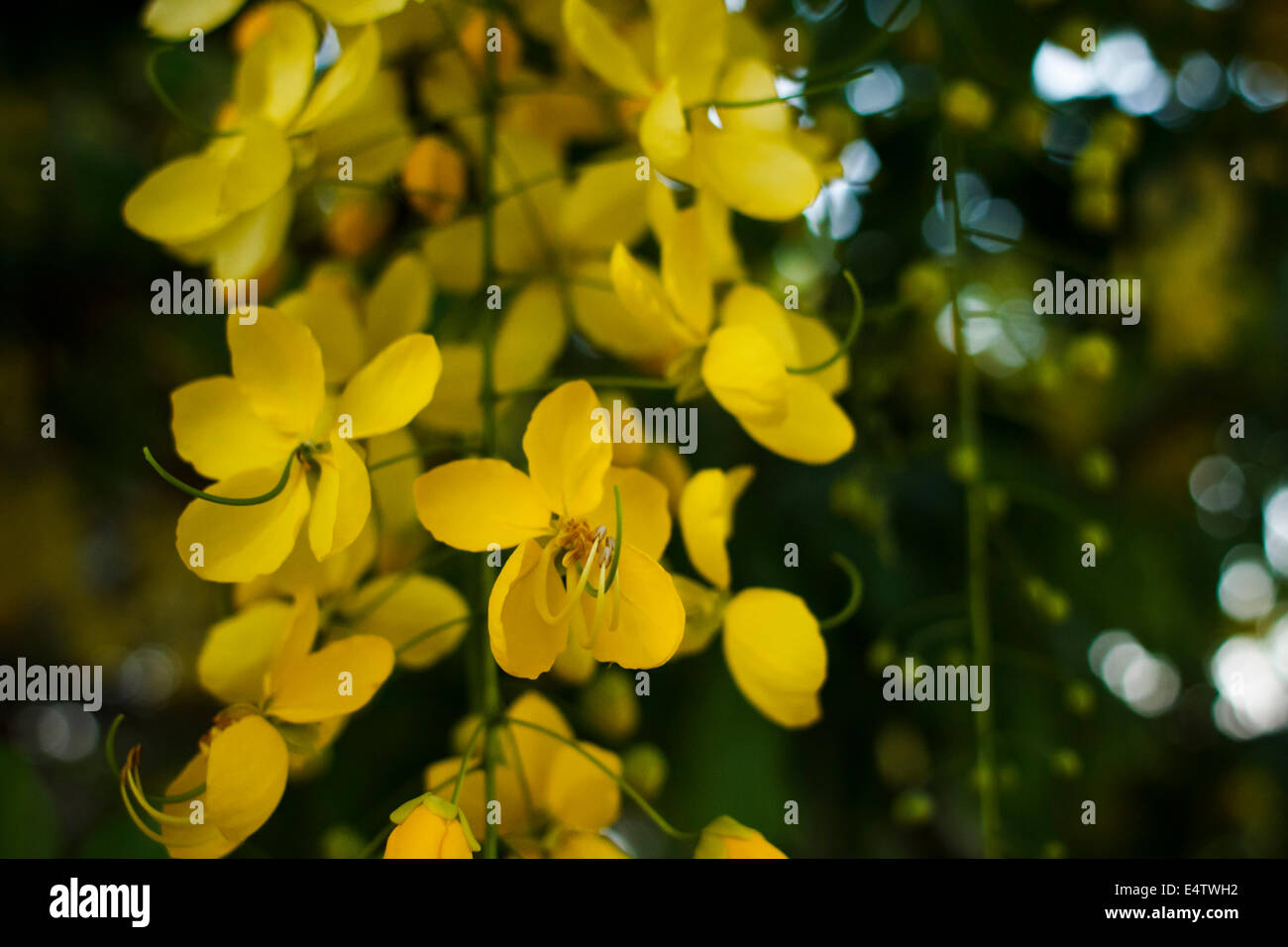 Cassia Fistula Blumen Stockfoto