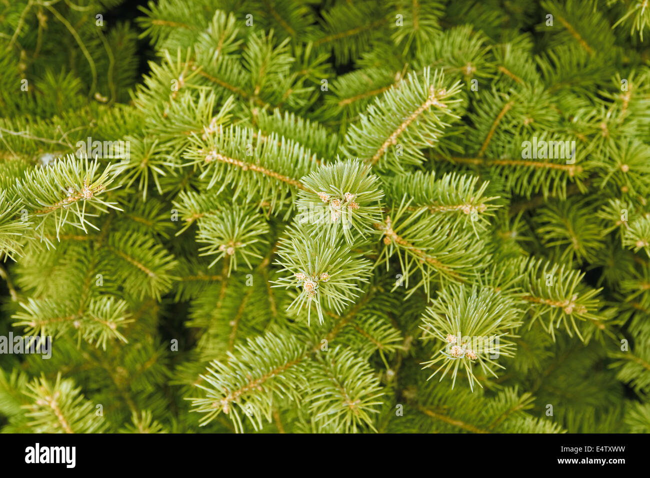 grüne Nadeln von Nadelbäumen Baum Stockfoto