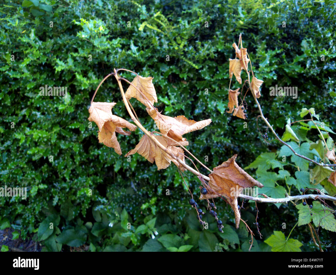 Plötzliche Zweig Absterben nach Fruchtbildung der Reife schwarze Johannisbeere Strauch, UK Garten. Stockfoto