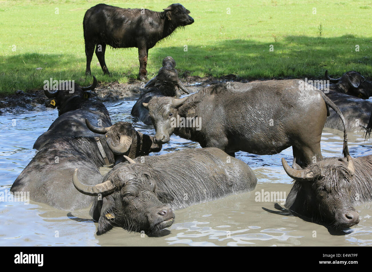 Nicht nur Schweine lieben Sohn und BREUGEL - Schlamm. Die 27 Wasserbüffel von The Stoerderij in der niederländischen Stadt Son En Breugel (Noord-Brabant) sind Mittwoch, 16. Juli 2014-Enthusiasten in den Sumpf der Büffelfarm Tauchen. Wie stark die Temperaturen steigen abzukühlen Tiere massenweise. An heißen Tagen sind sie nur im Wasser bleiben. Damit sie etwas Ablenkung zu bieten hat Besitzer Arjan Swinkels jetzt eine Kunststoff Ente hinzugefügt, um den Naturteich. Für die schwierige Tiere ein zusätzlicher Grund für Baden gehen. Schlamm bietet auch nach dem Trocknen für ein angenehmes Gurt gegen viele Stechfliegen. Swinkels ist der einzige Büffel Milchmann ich Stockfoto