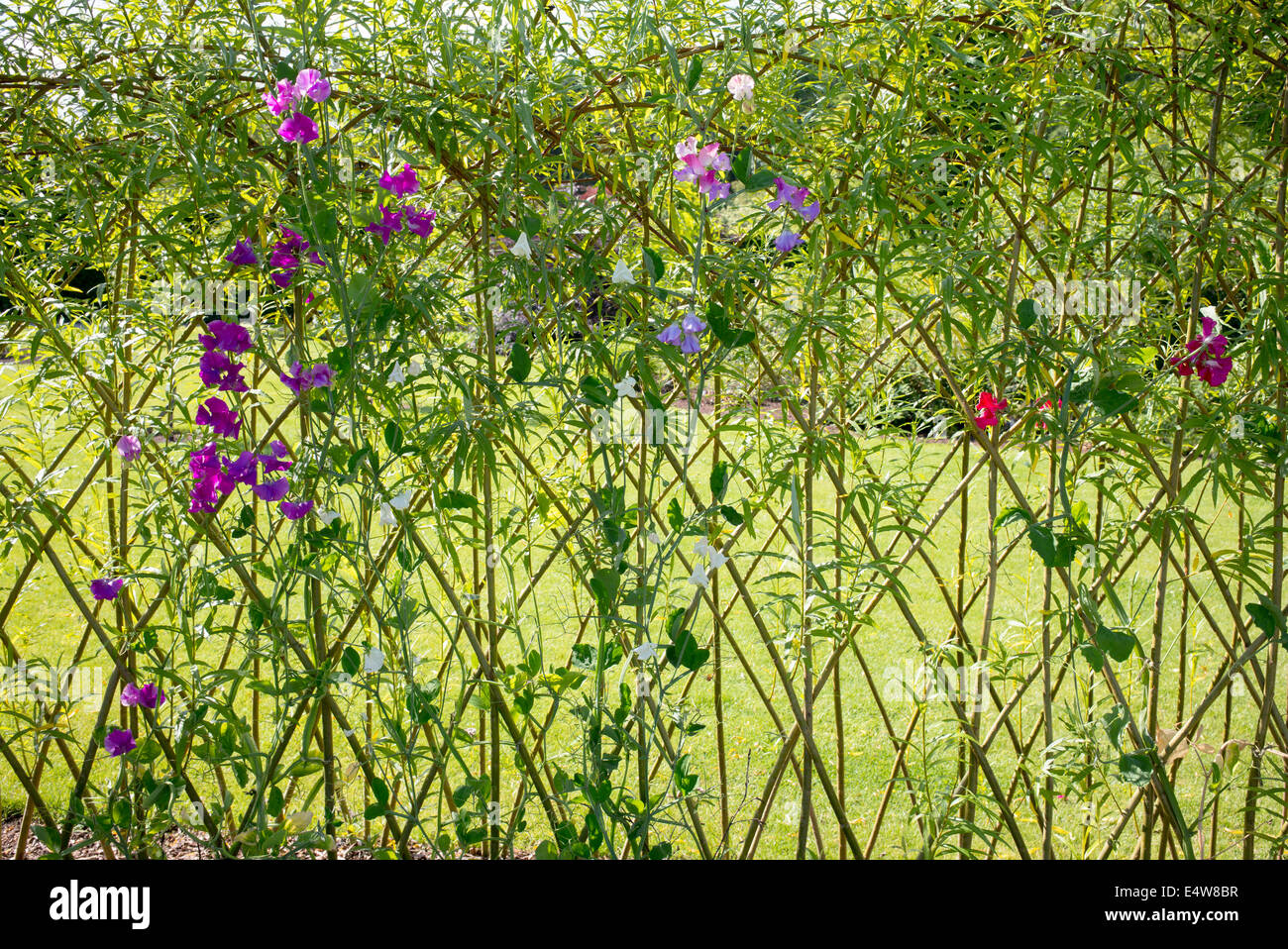 Süße Erbsen wachsen auf ihren Lebensunterhalt Weide Torbogen am RHS Harlow Carr Gärten. Harrogate, England Stockfoto