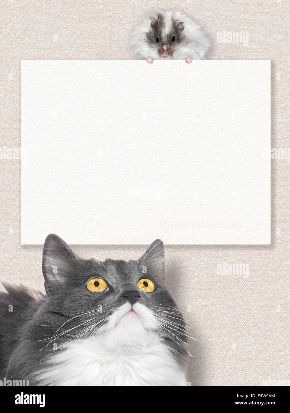 Graue Katze Blick auf weiße hamster Stockfoto