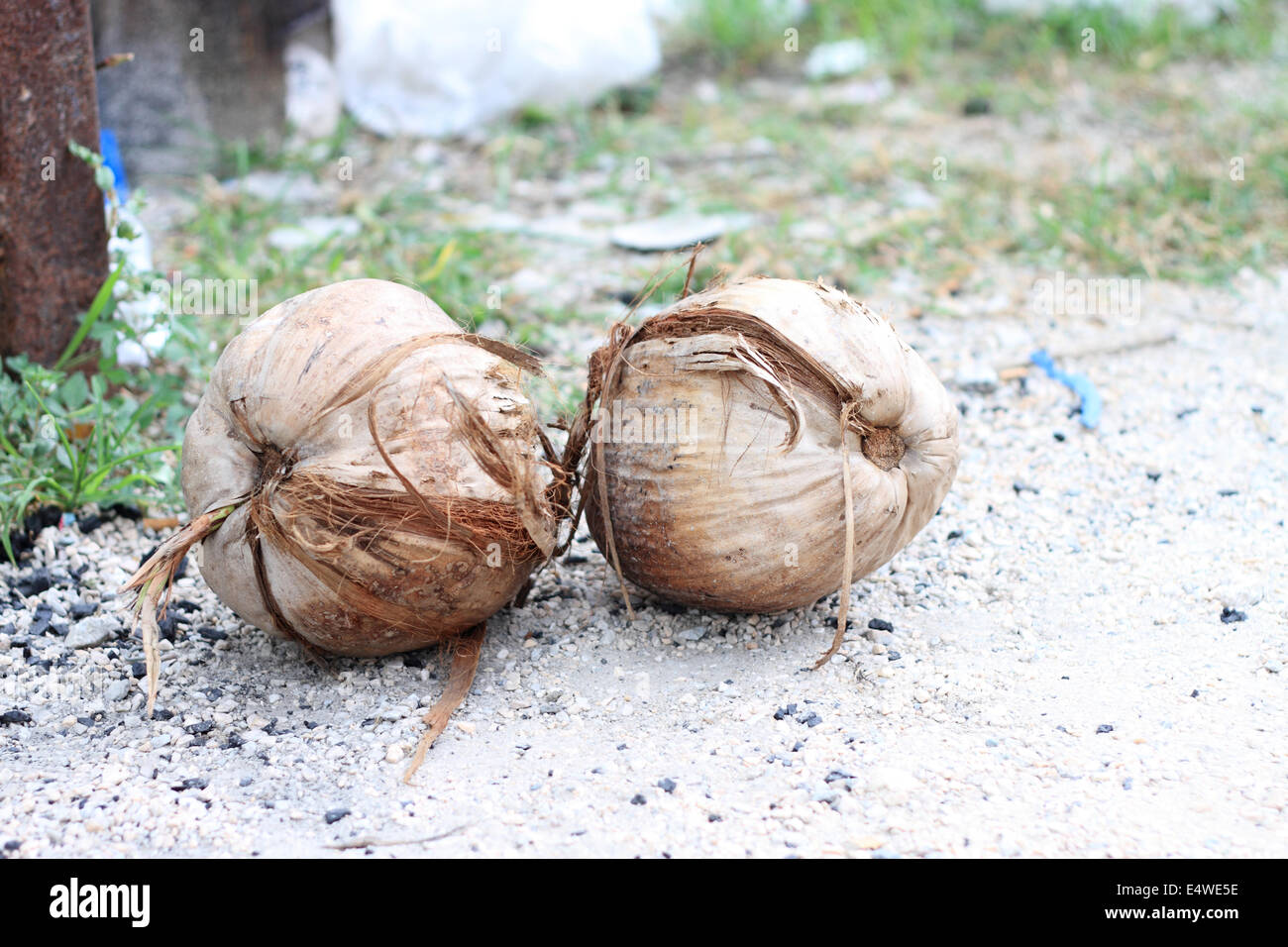 Kokosnüsse auf der städtischen Straße Stockfoto