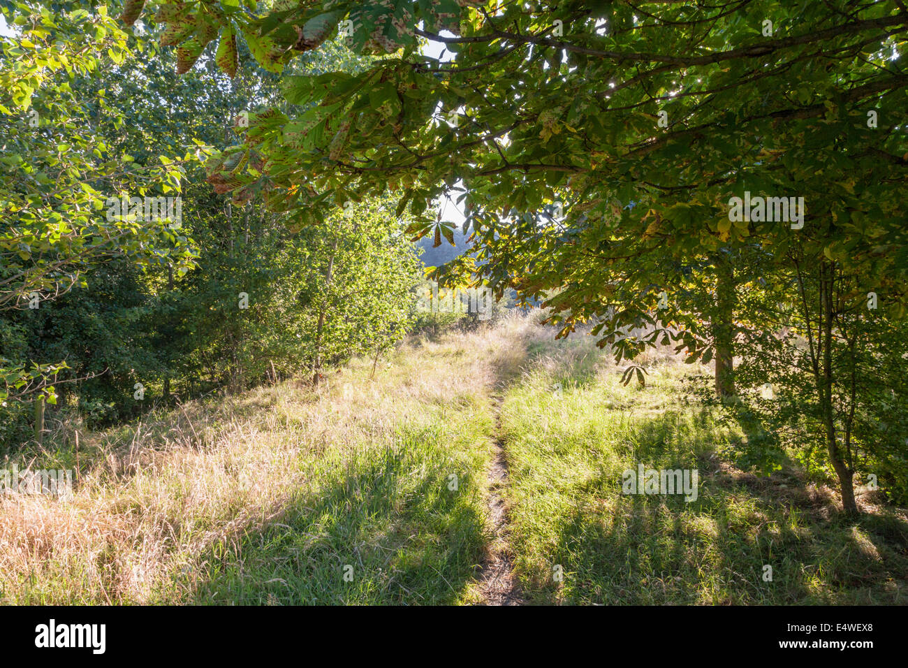 Ein Pfad, der aus dem Schatten der Bäume in ein Feld in morgen Sommer Sonne, Nottinghamshire, England, Großbritannien Stockfoto