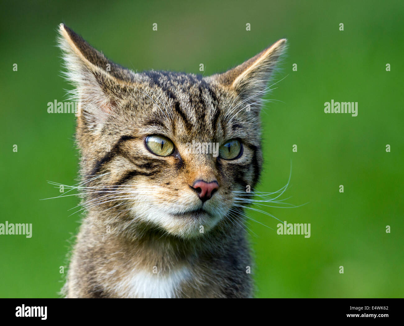 Schottische Wildkatze (Felis Silvestris Silvestris): eine kleine Katze Aussterben bedroht, mit nur etwa 100 Links in freier Wildbahn Stockfoto