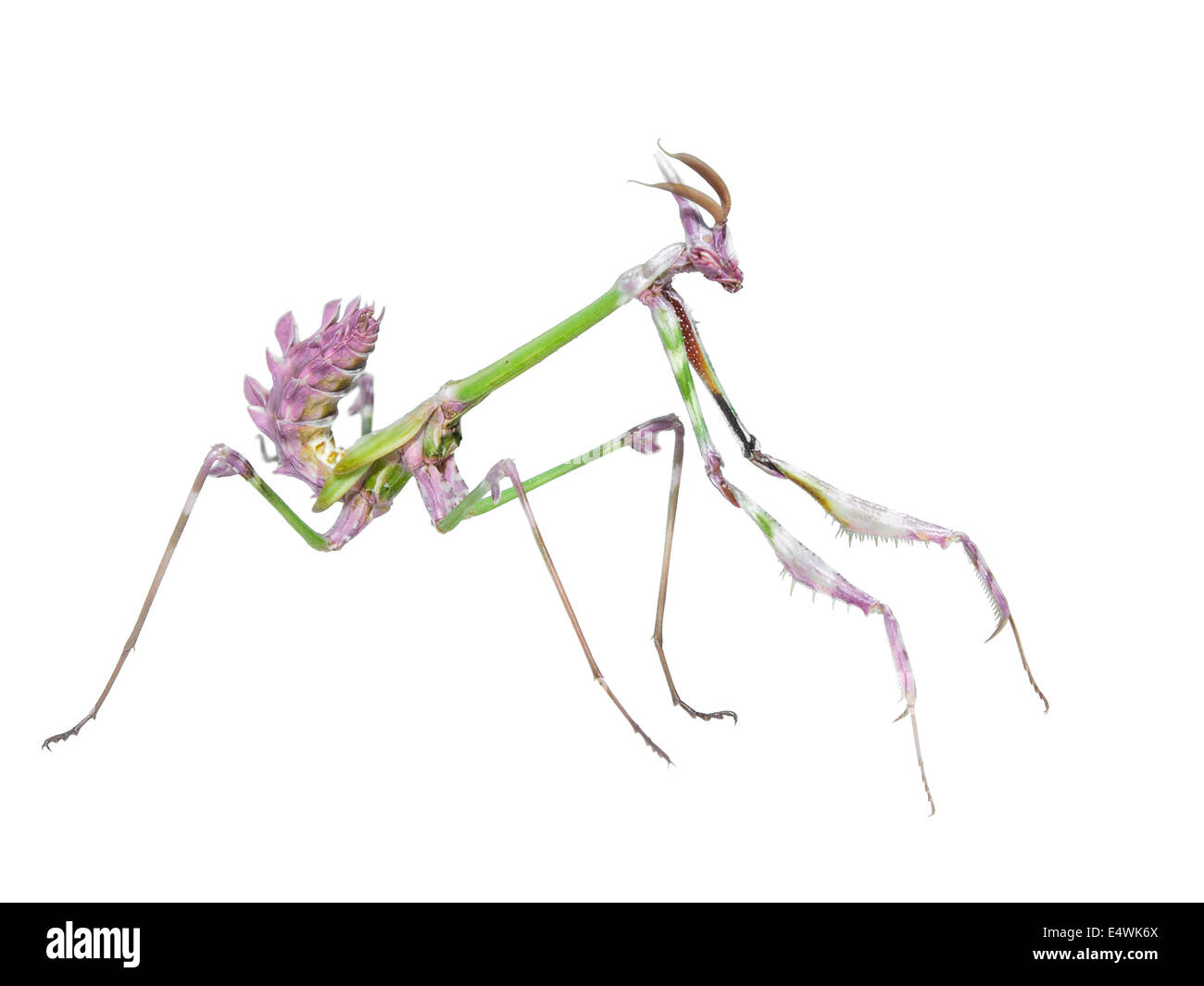 Gefährliches Raubtier Mantis Insekt fängt Beute mit langen stacheligen Vorderbeinen isoliert auf weißem Hintergrund Stockfoto