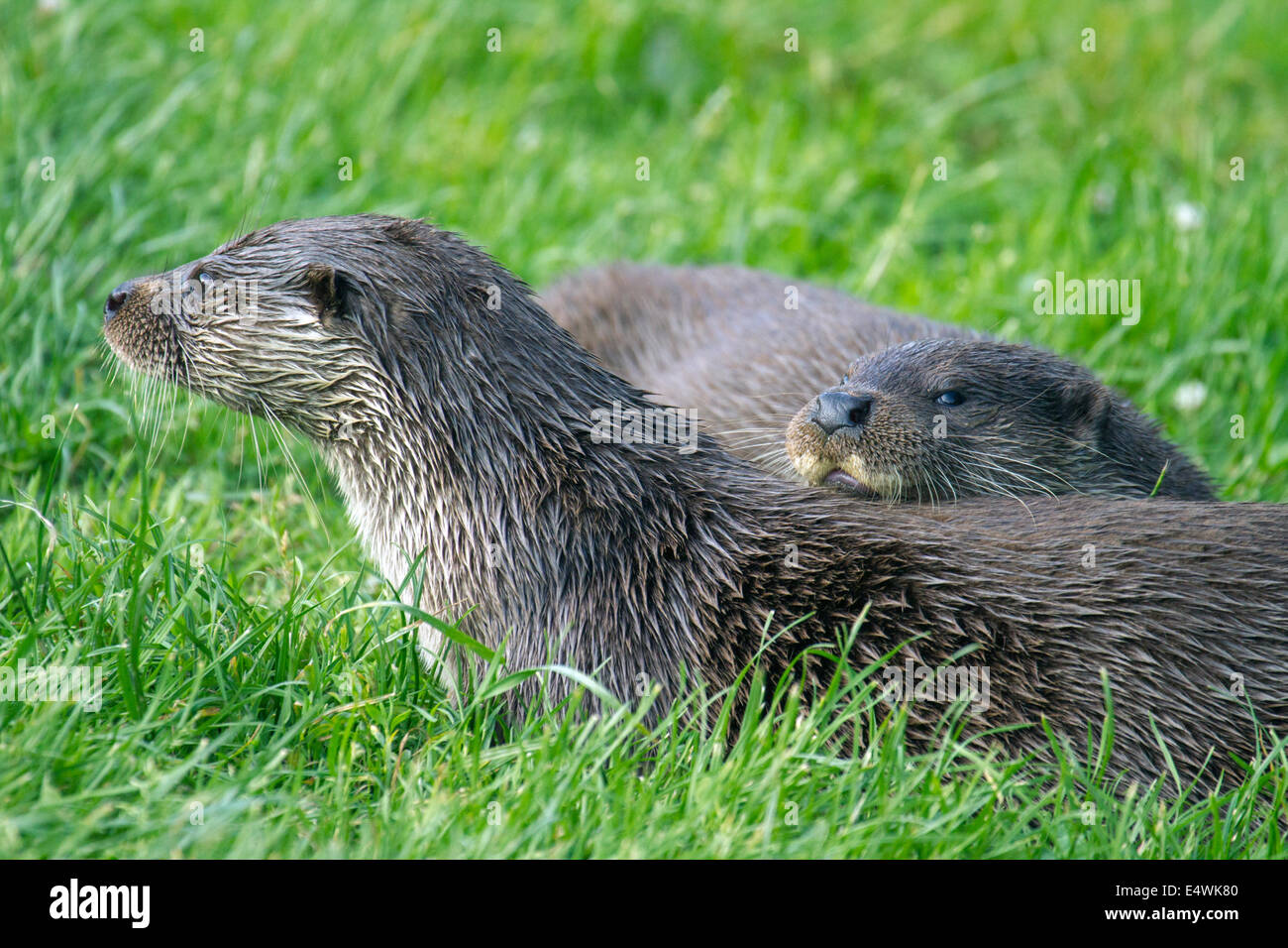 Otter (Lutra Lutra), ursprünglich aus dem Vereinigten Königreich, ist Mitglied der Weasal Familie Stockfoto
