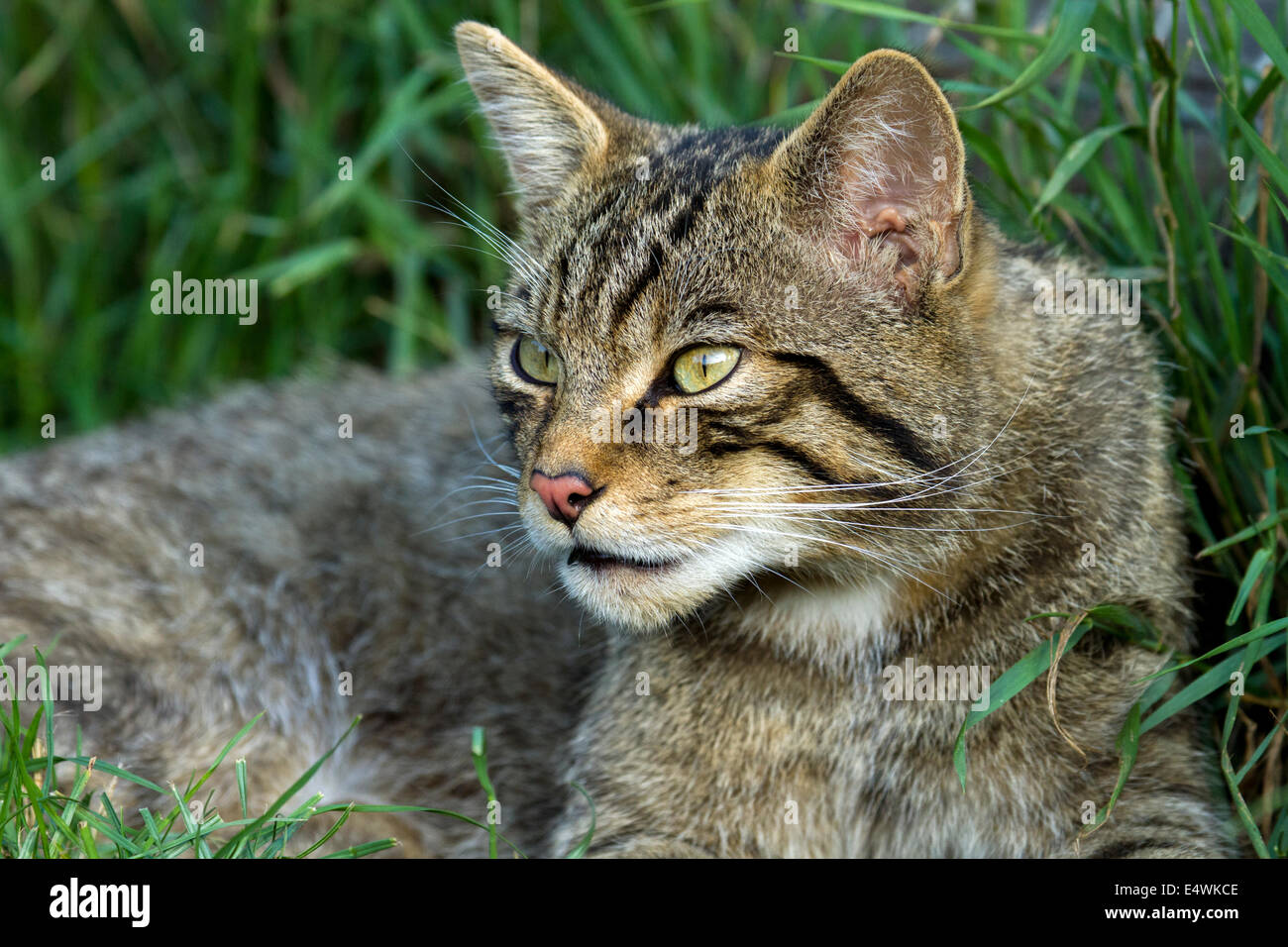 Schottische Wildkatze (Felis Silvestris Silvestris): eine kleine Katze Aussterben bedroht, mit nur etwa 100 Links in freier Wildbahn Stockfoto