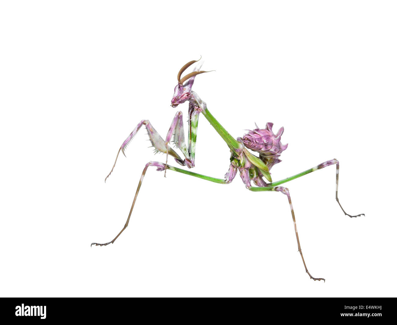 Mantis Insekt Raubtier in Jagd Pose mit langen Spikes Beine isoliert auf weißem Hintergrund Stockfoto