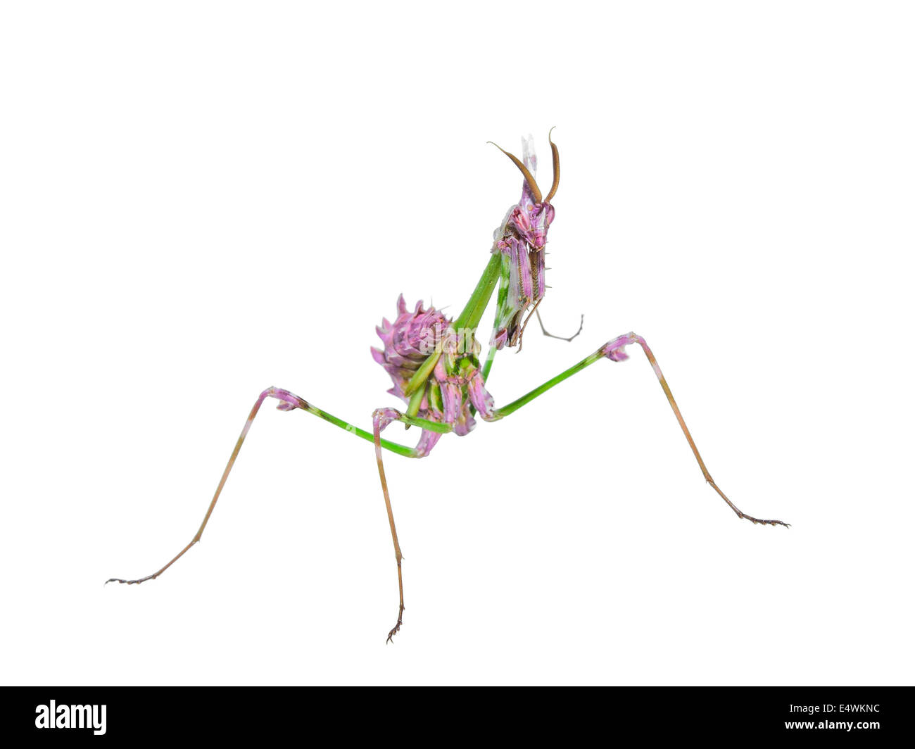 Räuberische Mantis Insekt mit Mimikry Färbung und stachelige Vorfuß isoliert auf weiss Stockfoto