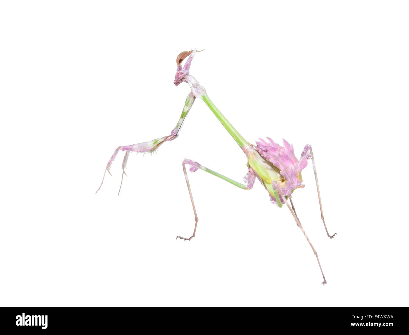 Fangbeine Insekt Mantis mit Spikes Vorderbein und Crypsis Färbung, isoliert auf weiss Stockfoto