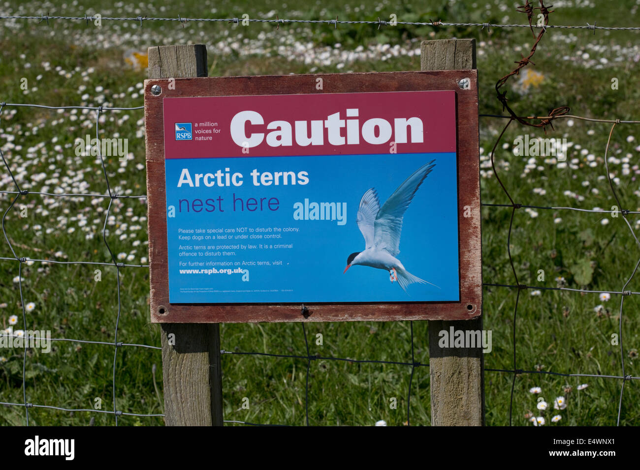 Zeichen, dass Vorsicht Artic Seeschwalben nisten hier Balranald Nature Reserve North Uist äußeren Hebriden Scotland Stockfoto