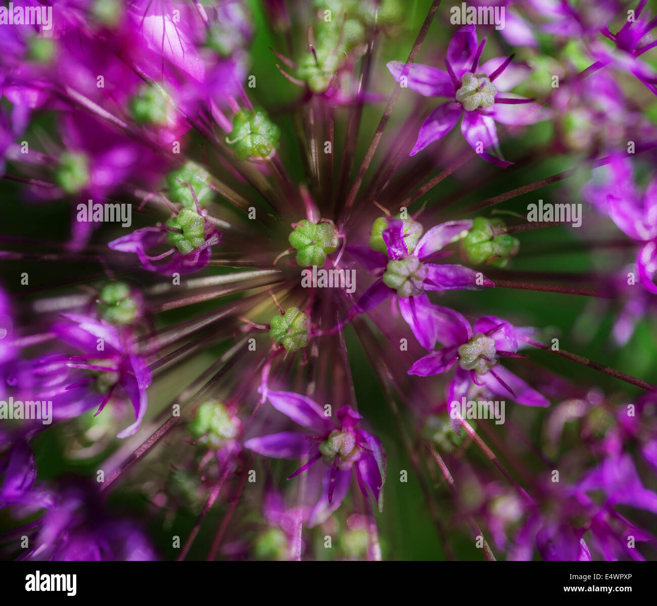 Künstlerische Wirkung schön lila floral abstrakt Stockfoto