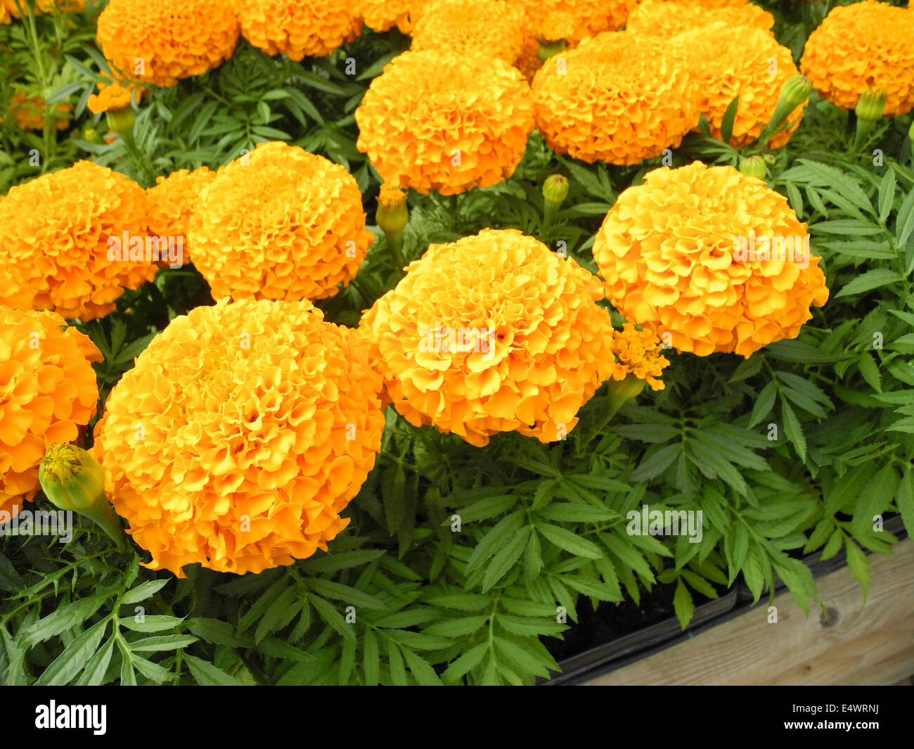 Französische Ringelblume Ringelblumen Stockfoto