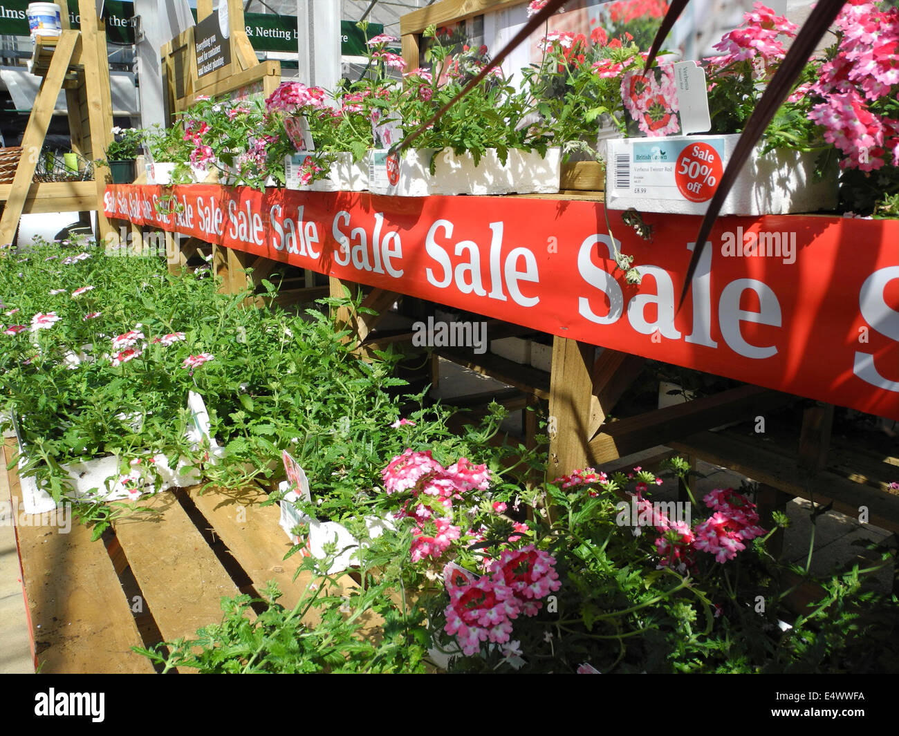 Garten-Center Verkauf zum halben Preis überschüssige Überbestände Pflanzen nur zur redaktionellen Nutzung Stockfoto