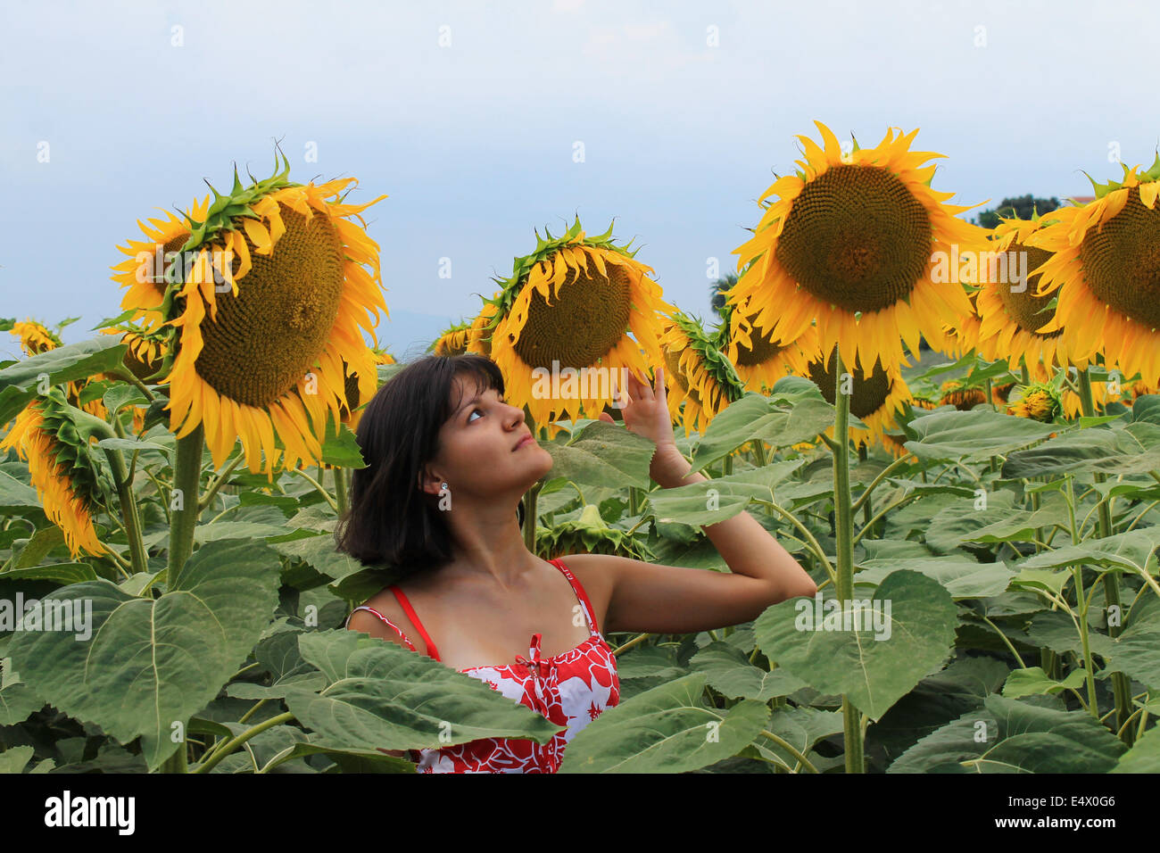 Junge Frau zwischen riesigen Sonnenblumen in Ascoli Piceno, Marken, Italien. Stockfoto