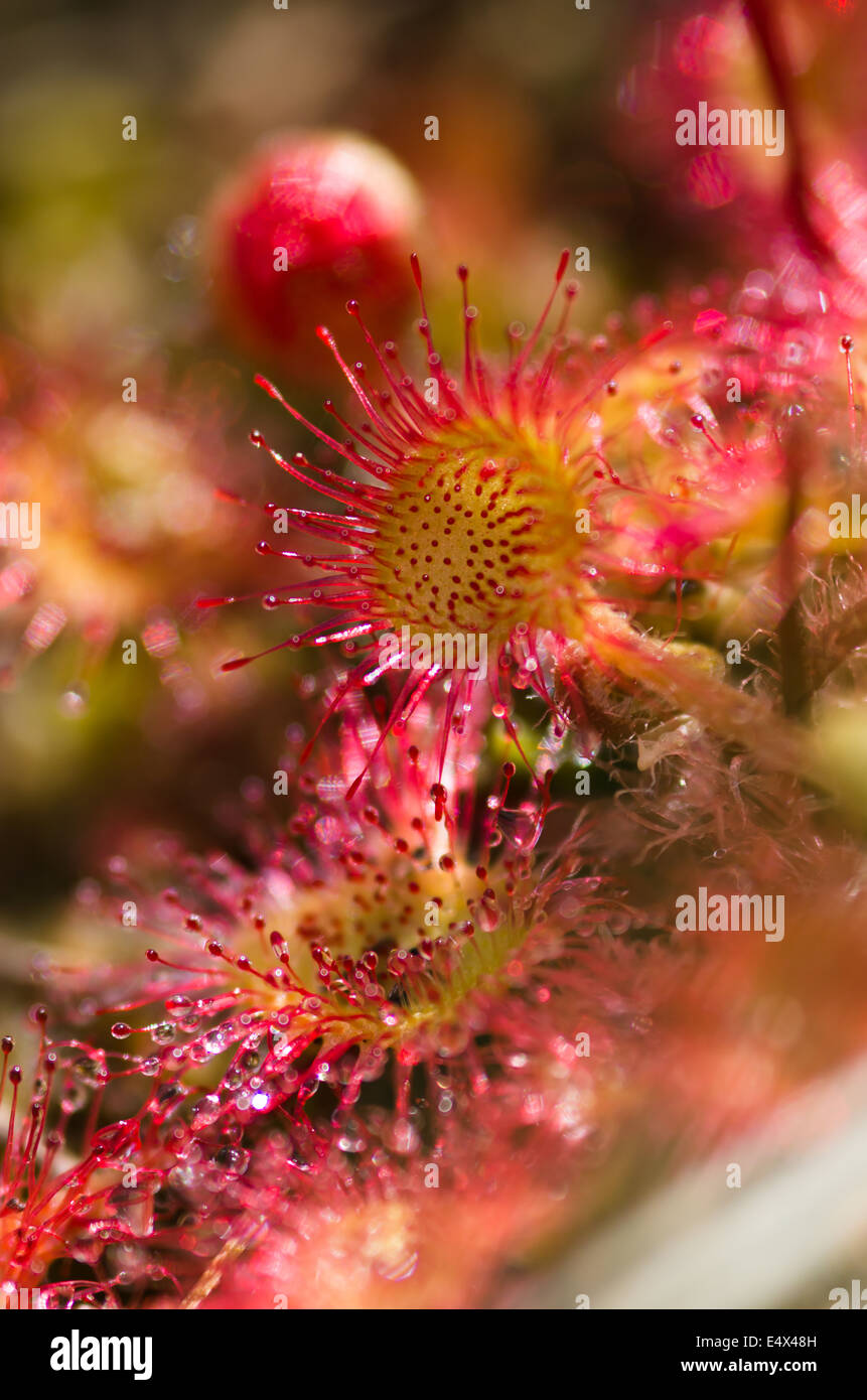 Runde Endivie Sonnentau - Drosera rotundifolia Stockfoto