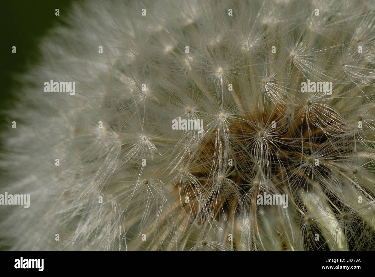Löwenzahn Stockfoto
