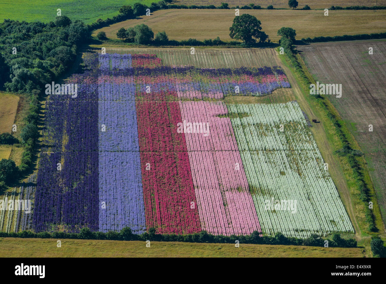 Eine Luftaufnahme von einem Feld von Blumen in einem Worcestershire-Feld im Sommer Stockfoto