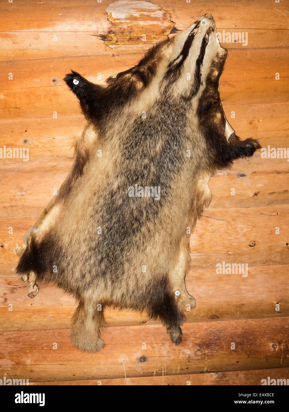 Ein Dachs Fell, an der Wand eines Chalets genagelt Stockfoto
