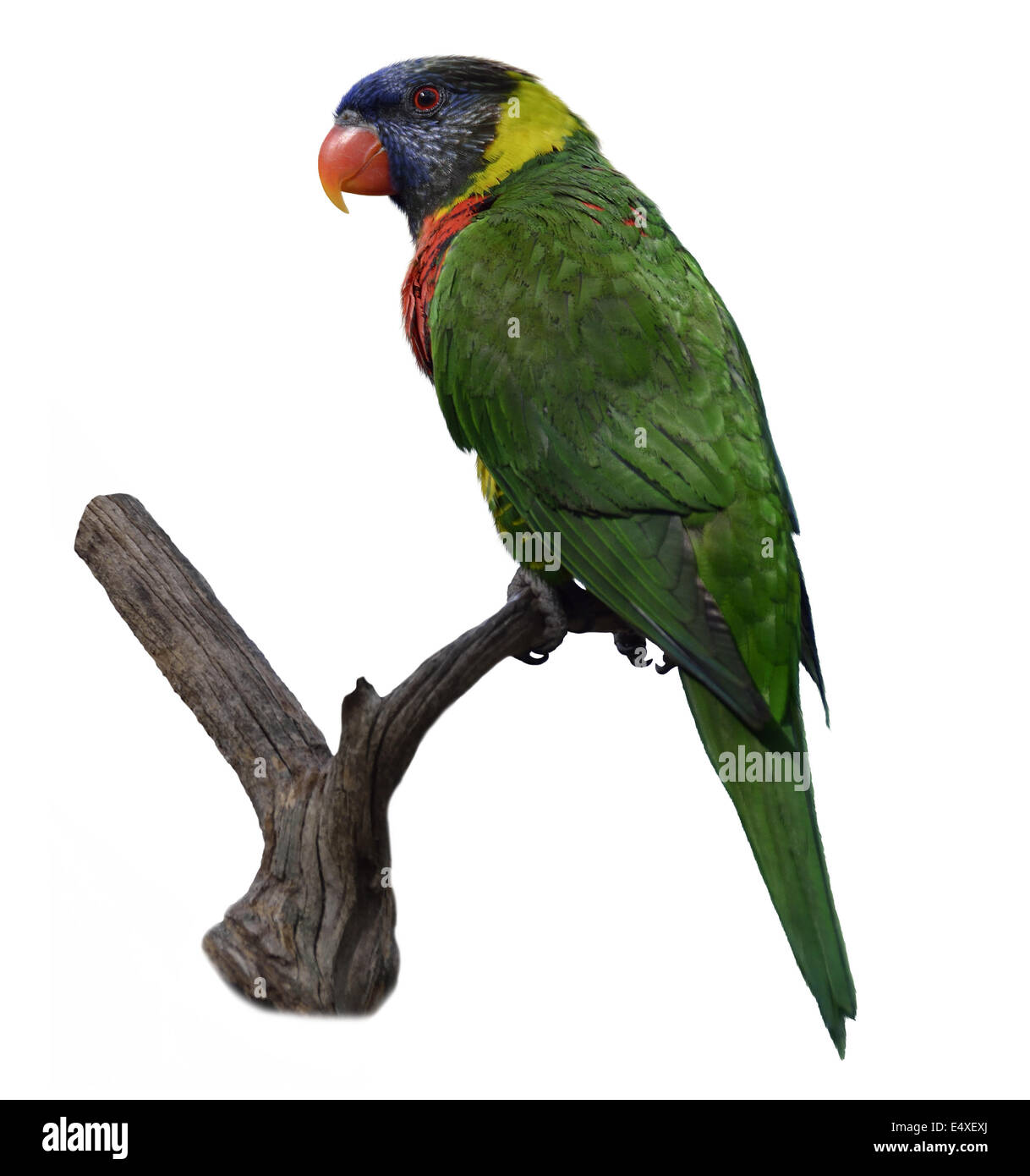 Bunte Papagei Stockfoto