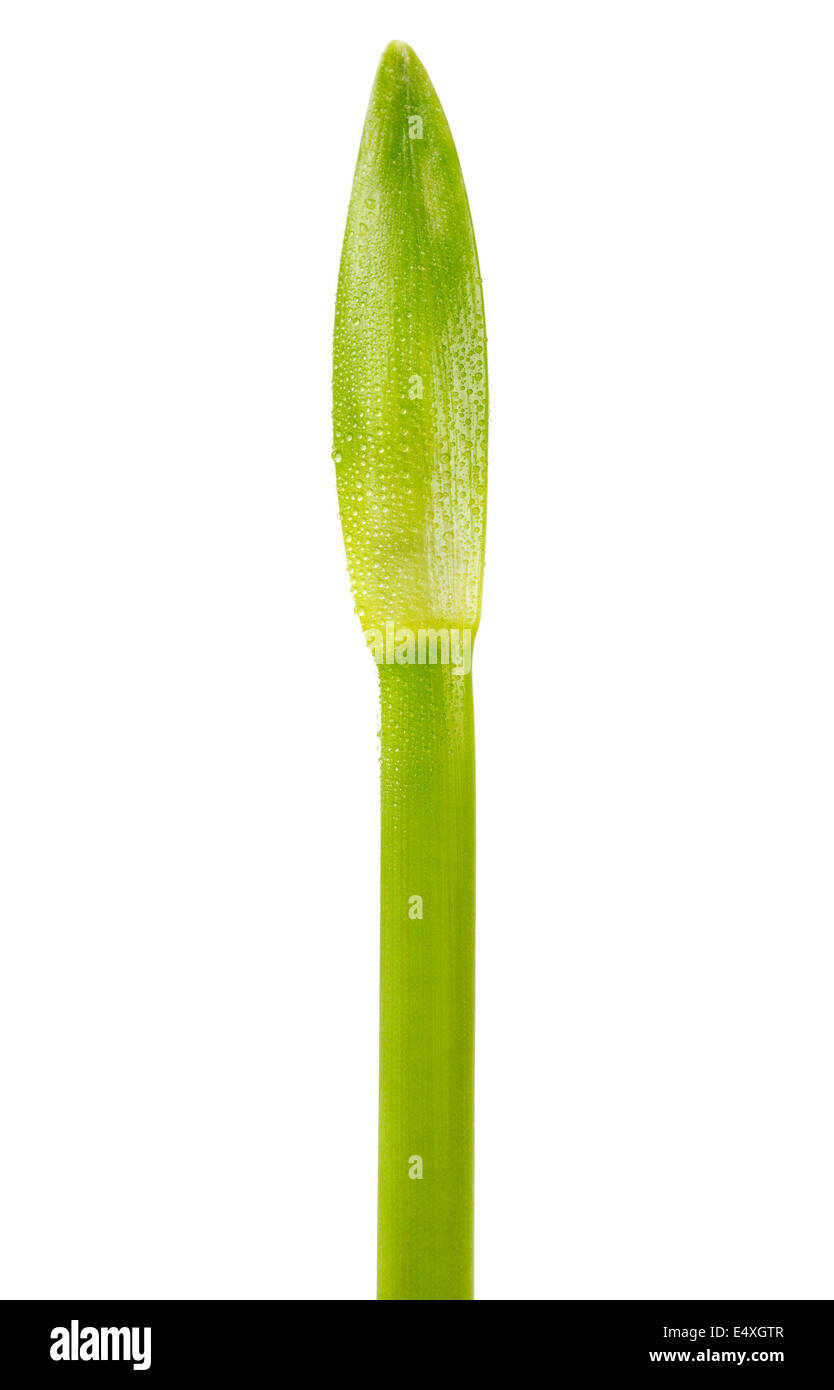 grünem Stiel ungeöffnete Blume Stockfoto