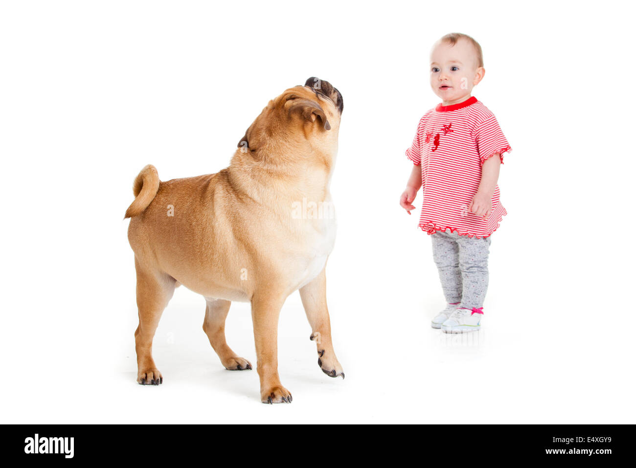 kleines Mädchen mit dem großen Hund. Stockfoto