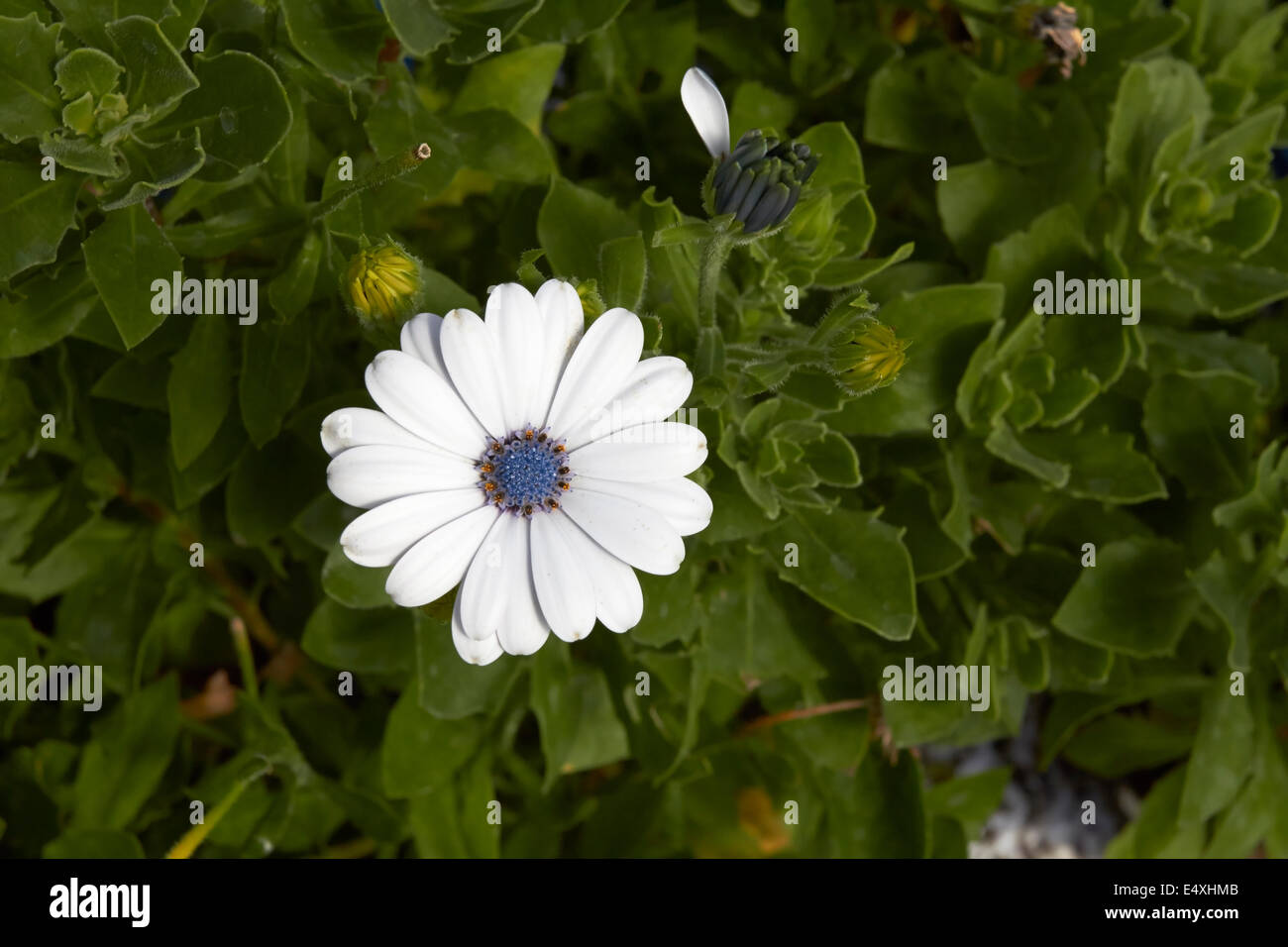 Blauäugige Gänseblümchen, Osteospermum x hybrida Stockfoto