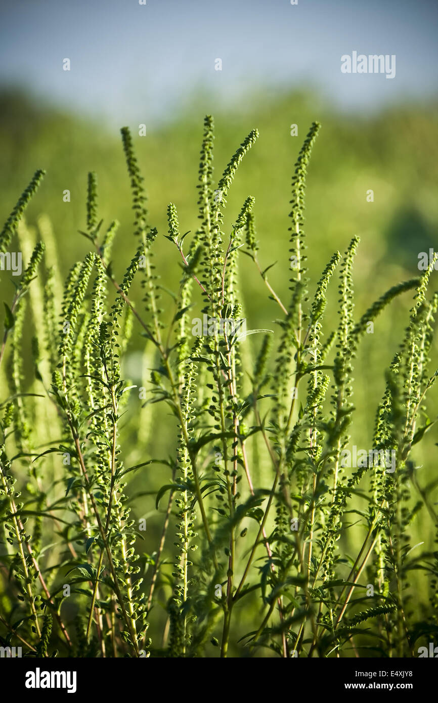 Beifußblättrige Ambrosie (Ambrosia Artemisiifolia) Stockfoto